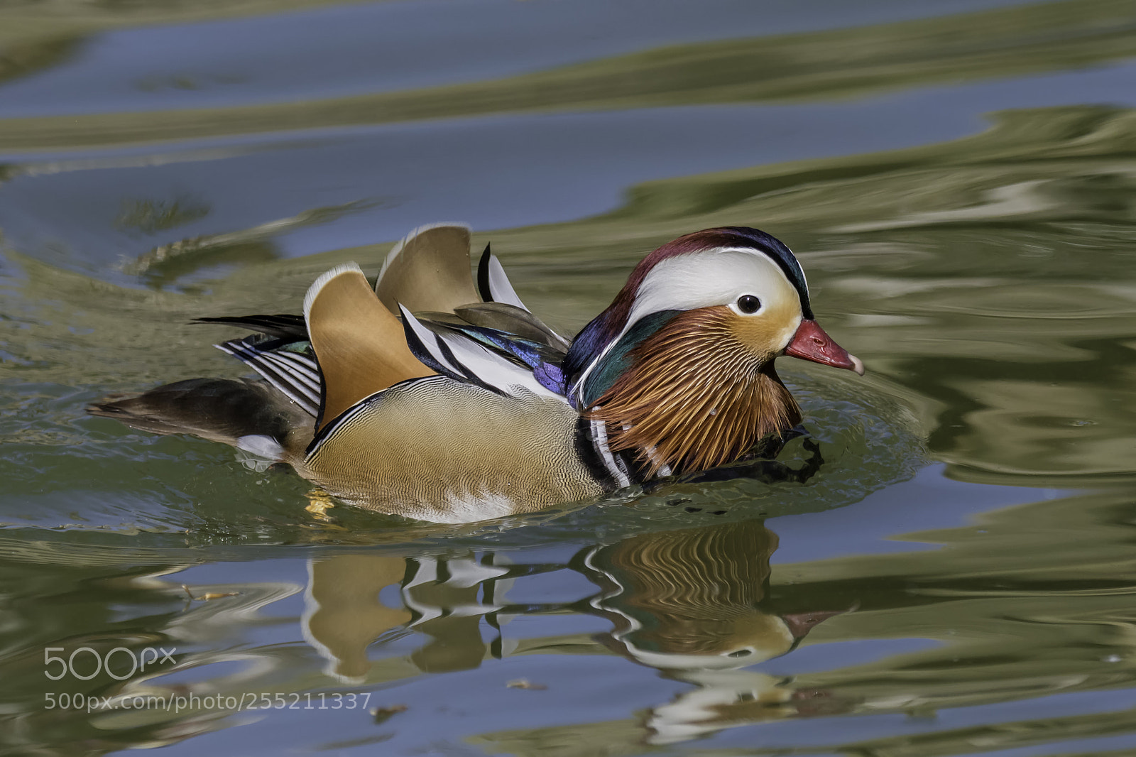 Nikon D500 sample photo. A mandarin duck photography