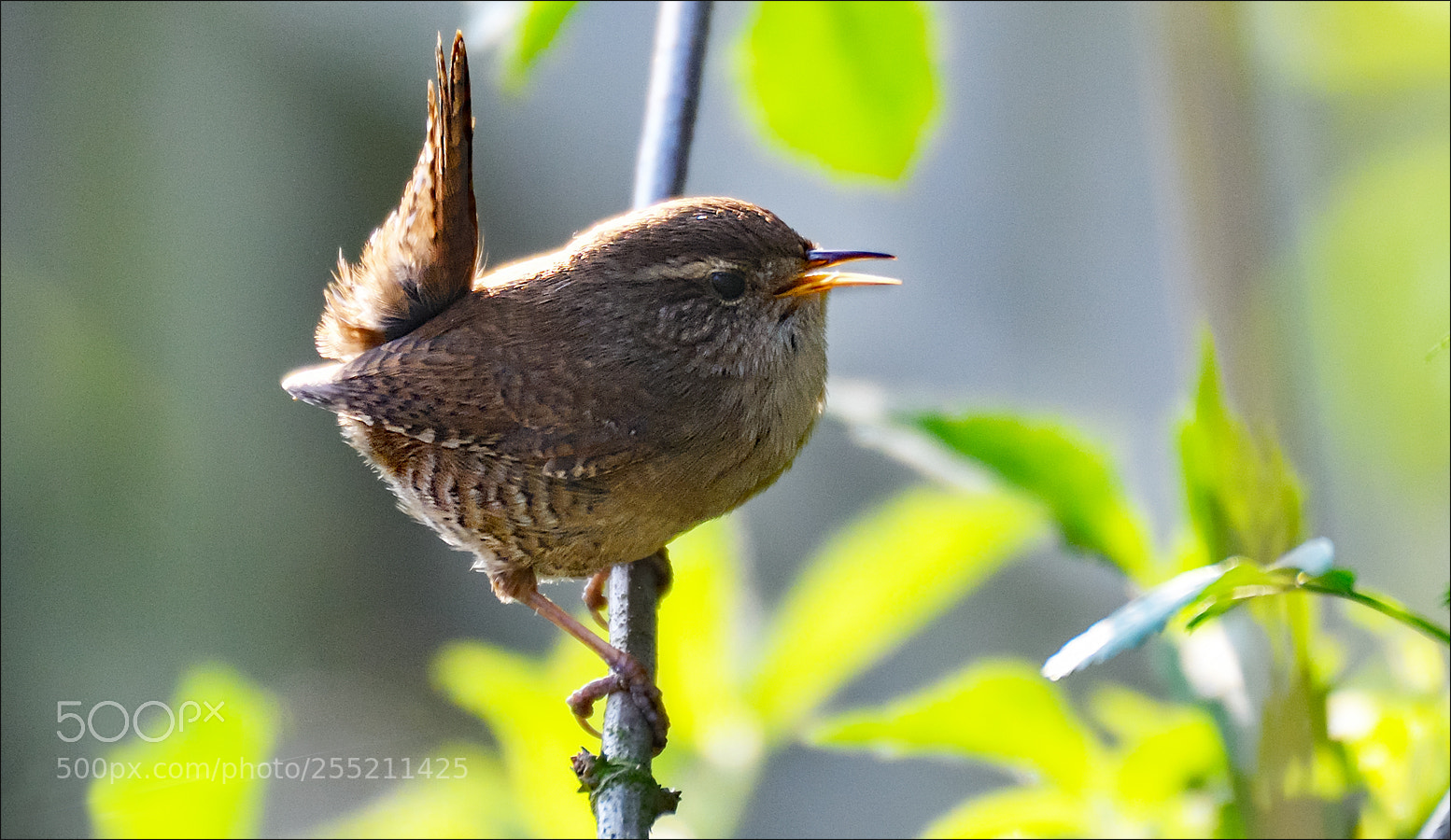 Nikon D500 sample photo. Small bird photography