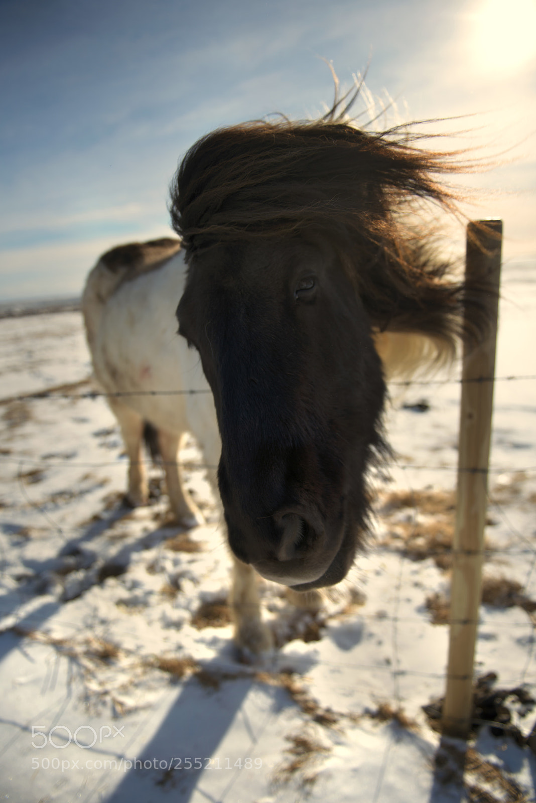 Nikon D800 sample photo. Icelandic horse photography