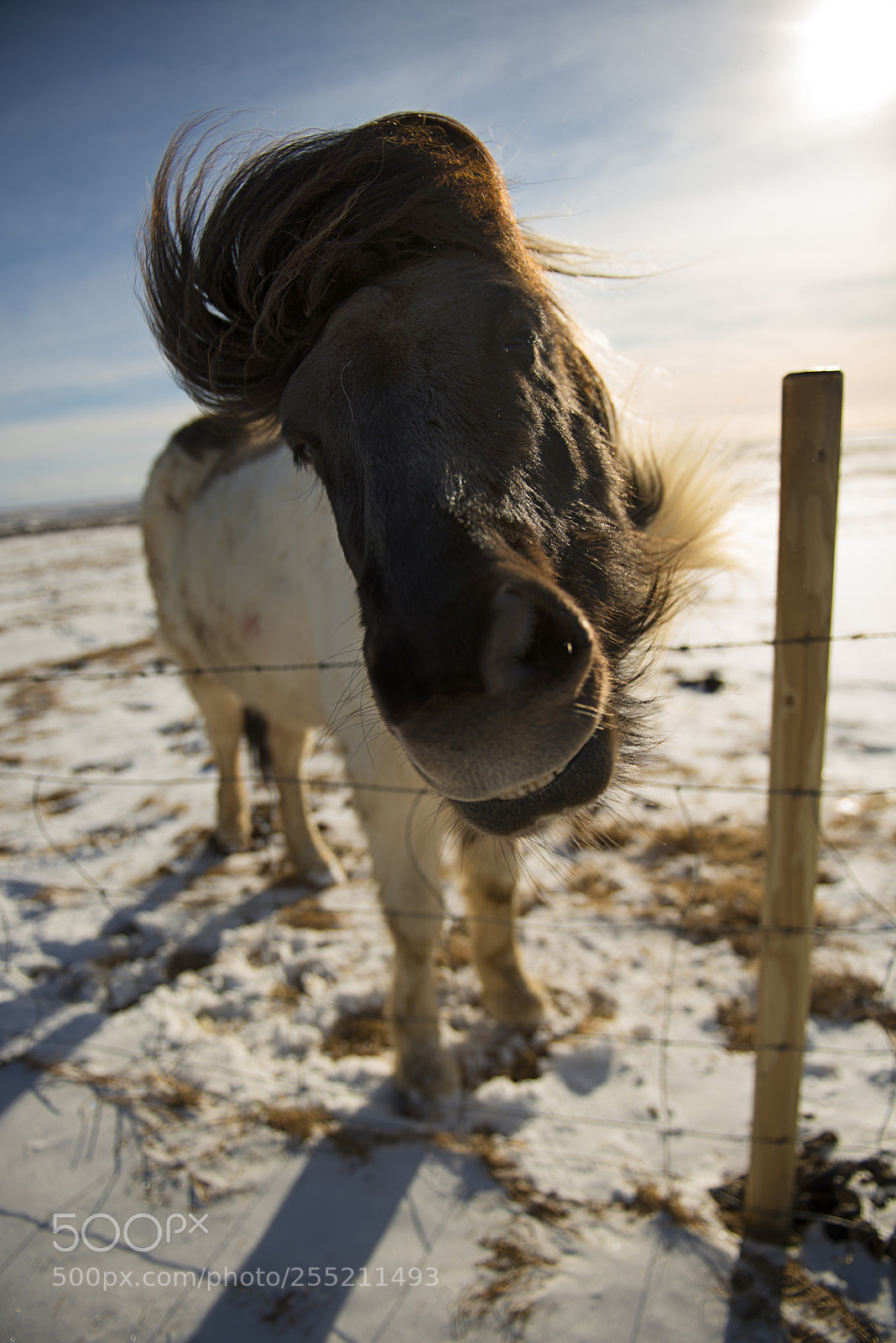 Nikon D800 sample photo. Icelandic horse photography