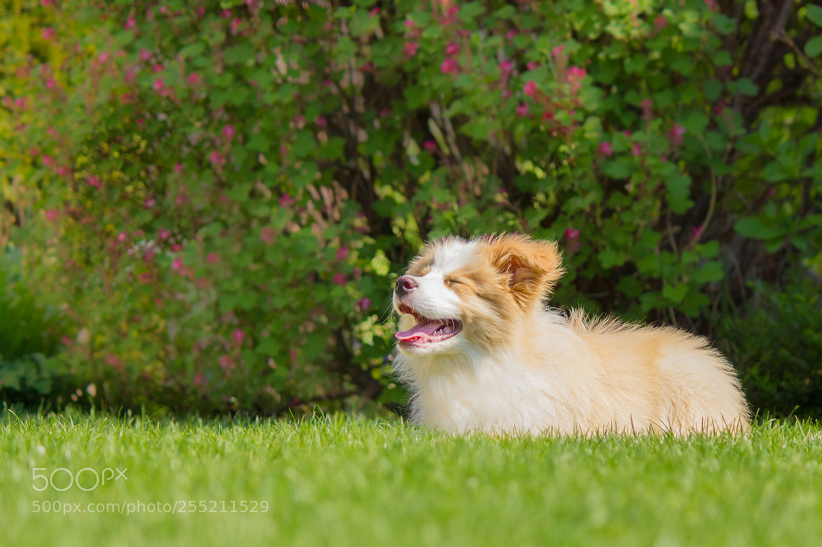 Canon EOS 550D (EOS Rebel T2i / EOS Kiss X4) sample photo. Lovely jamie photography