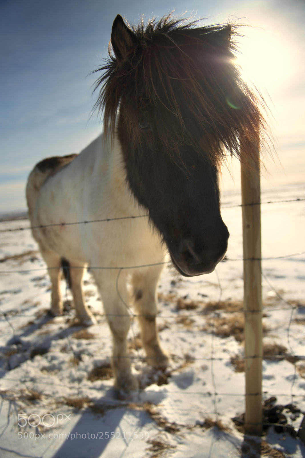 Nikon D800 sample photo. Icelandic horse photography
