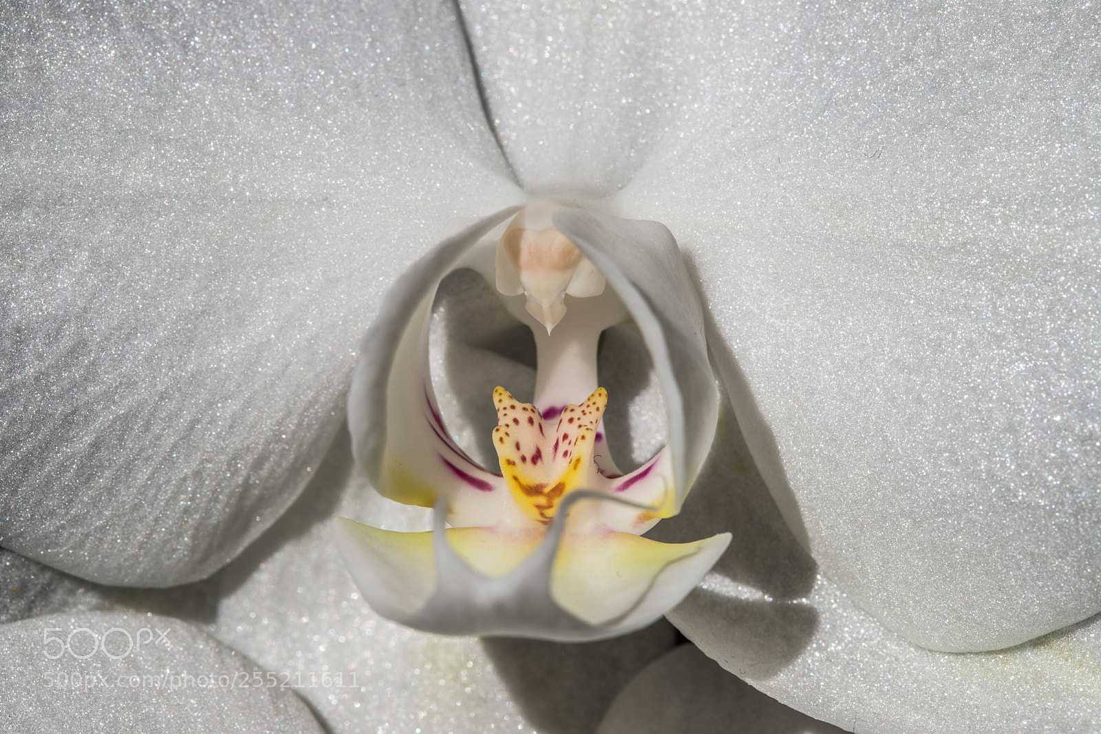 Canon EOS 6D Mark II sample photo. The heart of a photography
