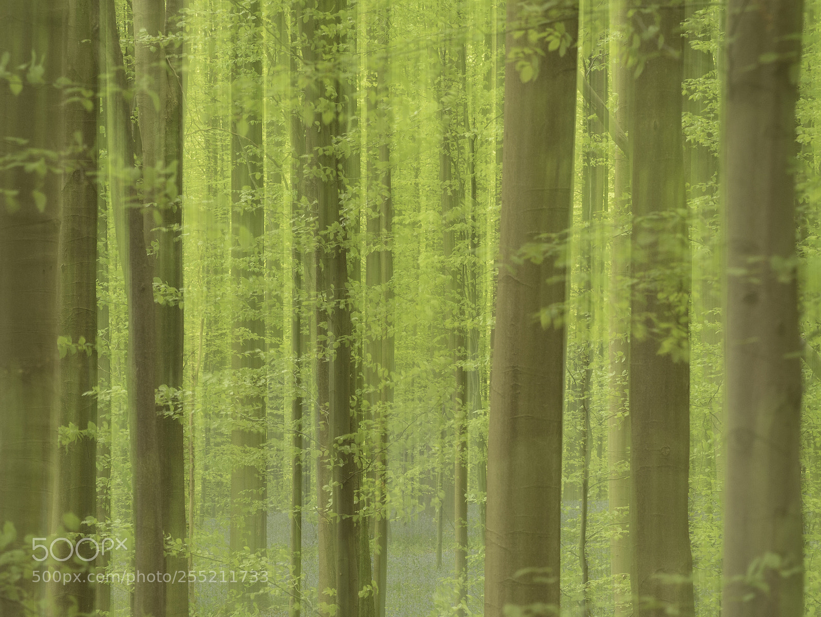 Olympus OM-D E-M5 II sample photo. Dreamy wood.... photography