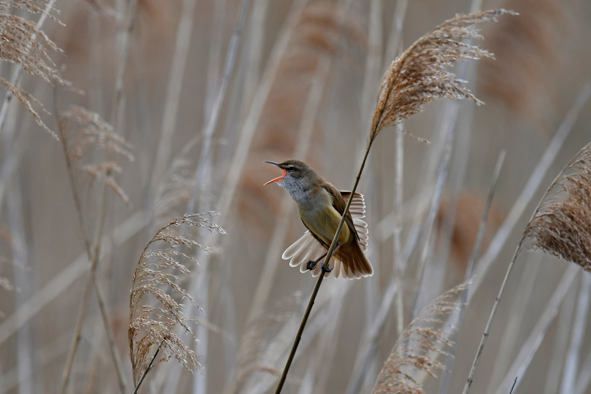 Nikon D500 + Nikon AF-S Nikkor 600mm F4G ED VR sample photo. Great reed warbler photography
