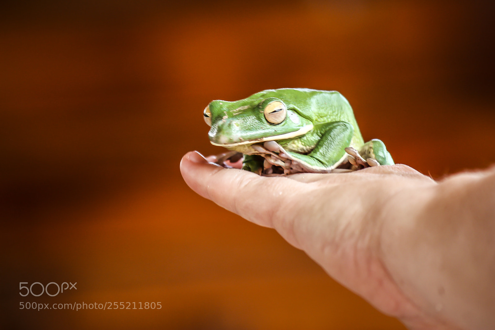 Canon EOS 550D (EOS Rebel T2i / EOS Kiss X4) sample photo. Frog. photography