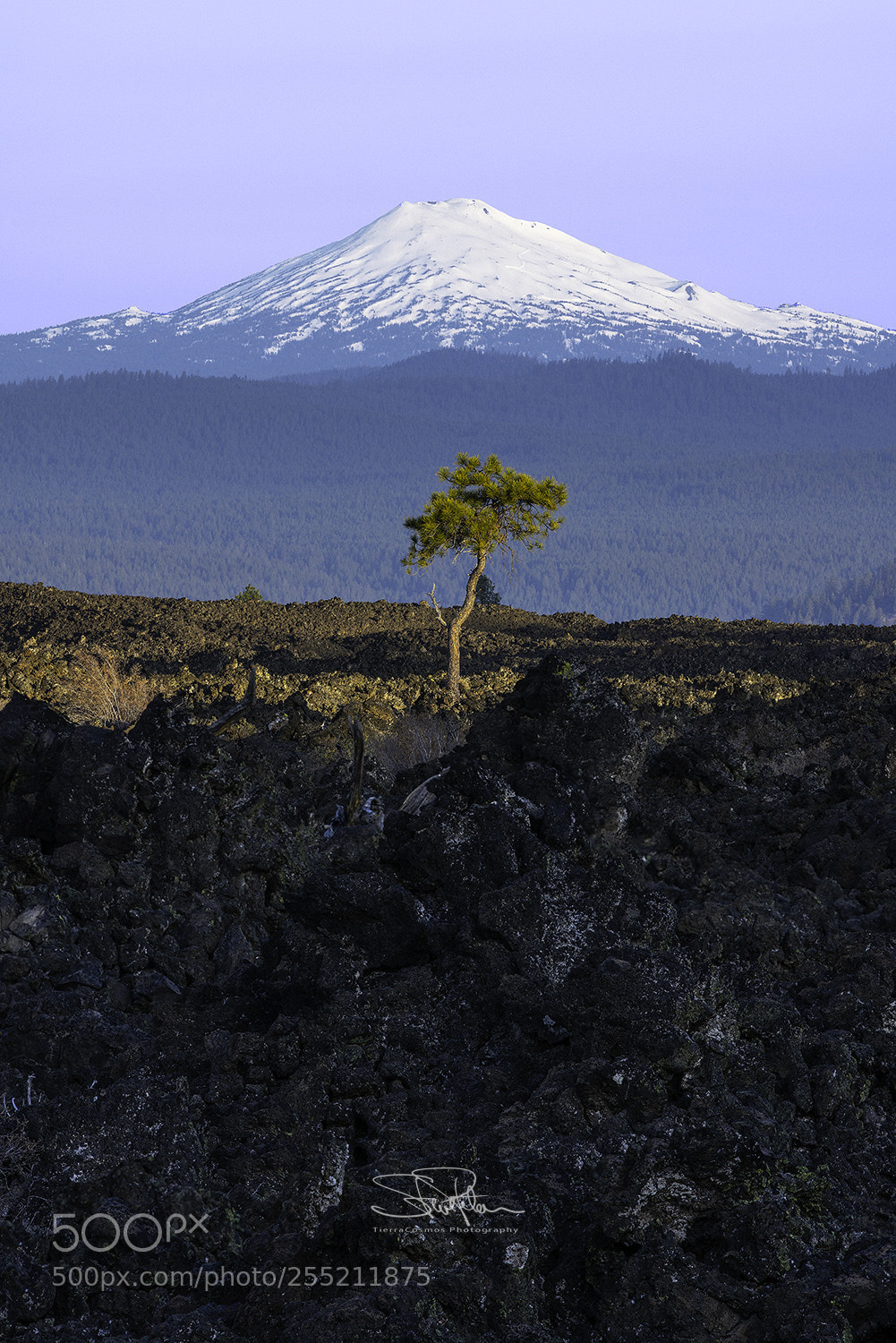 Sony a7R II sample photo. Life in the lava photography