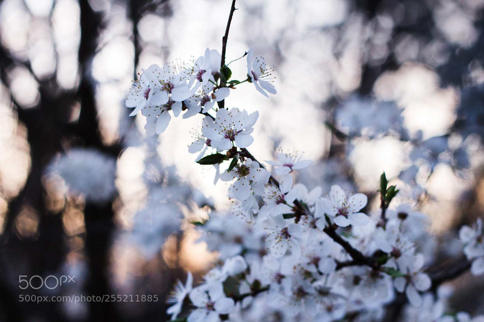 Canon EOS 60D sample photo. Evening spring photography