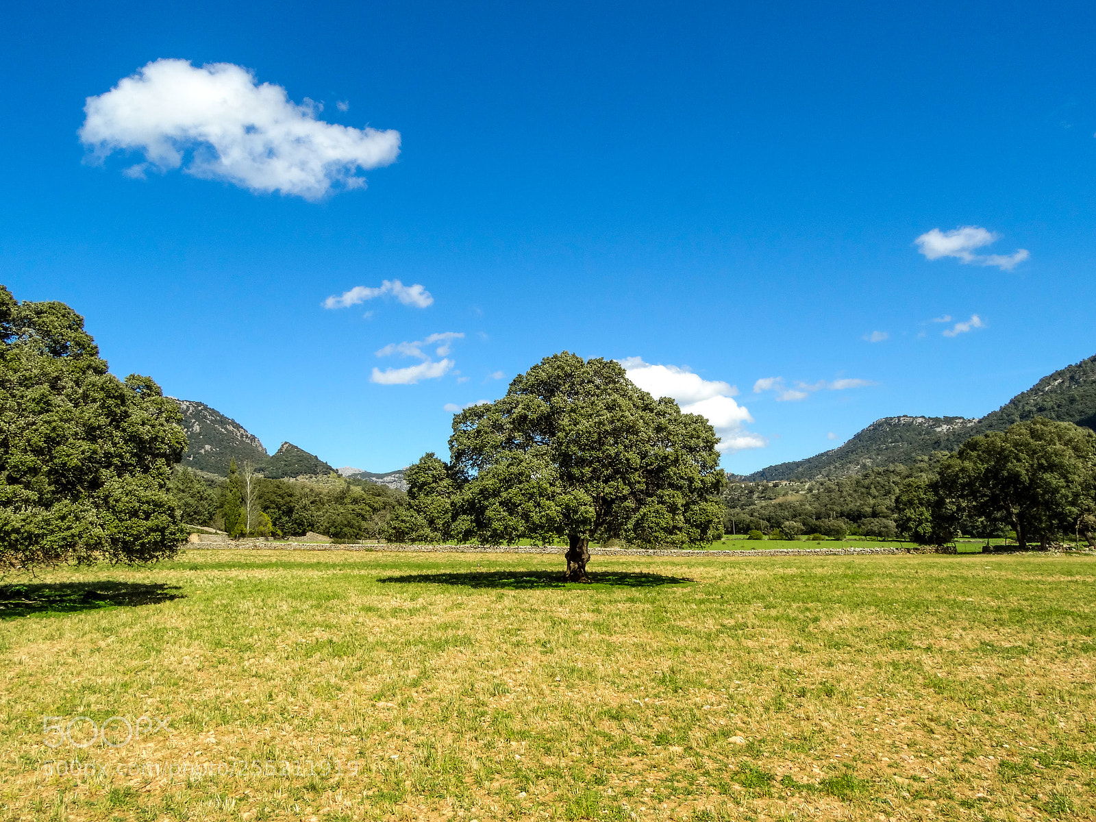 Sony Cyber-shot DSC-HX300 sample photo. Bunyola photography
