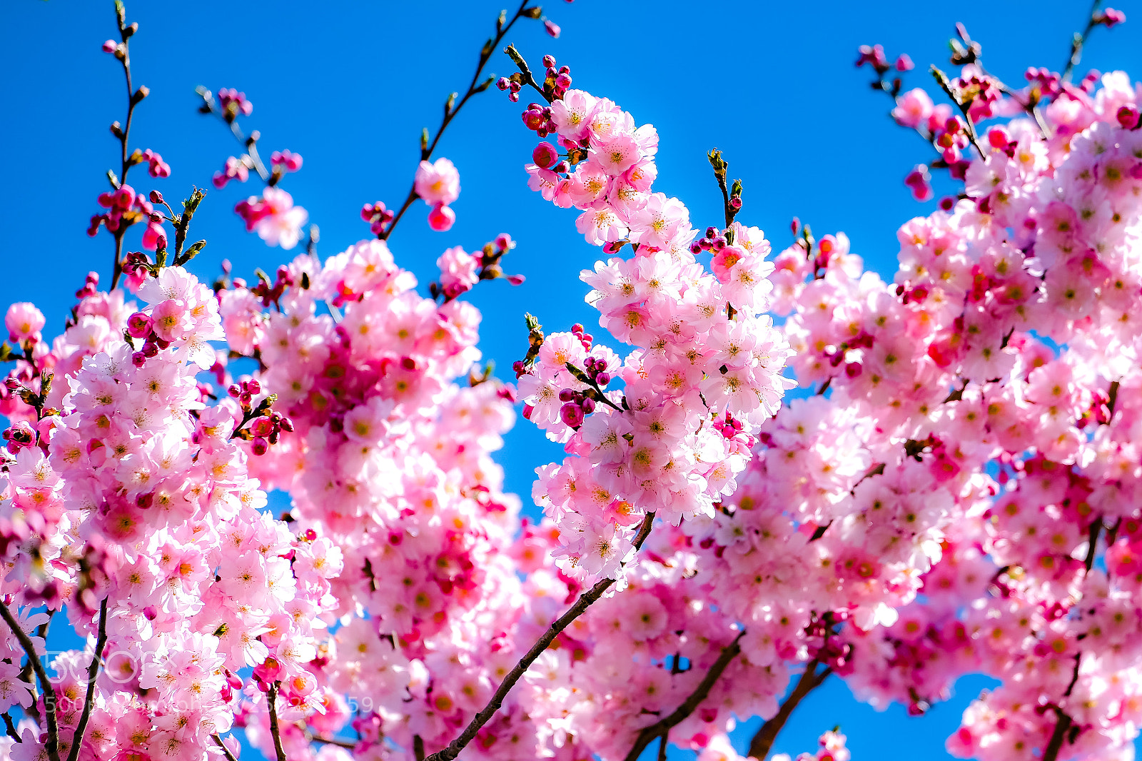 Fujifilm X-E3 sample photo. New colors of spring photography