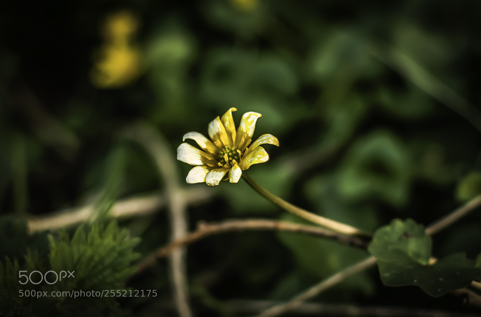 Nikon D5000 sample photo. Small flower photography