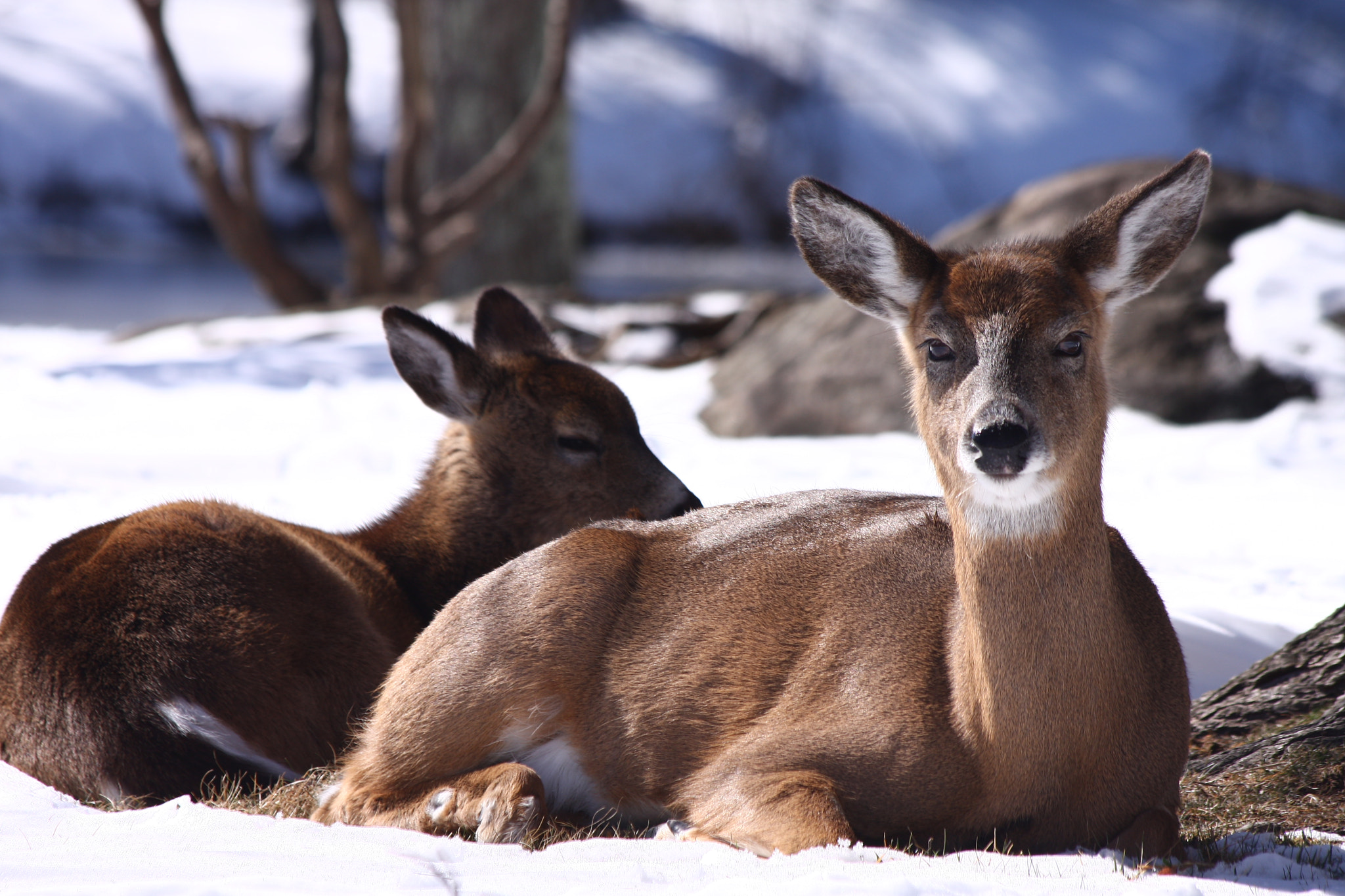 Canon EOS 40D sample photo. Two deer relax in the snow photography