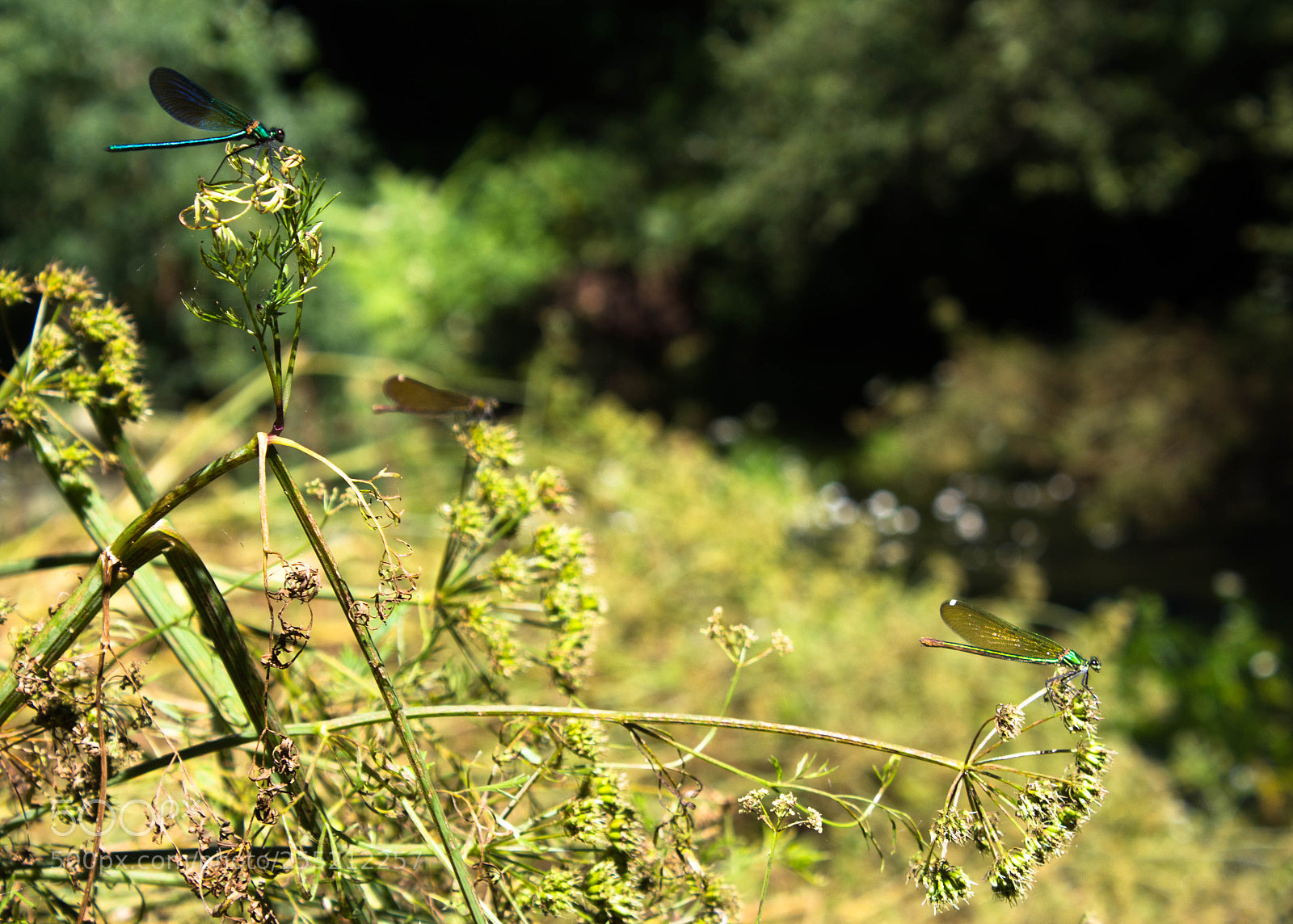 Canon EOS 1200D (EOS Rebel T5 / EOS Kiss X70 / EOS Hi) sample photo. Img photography