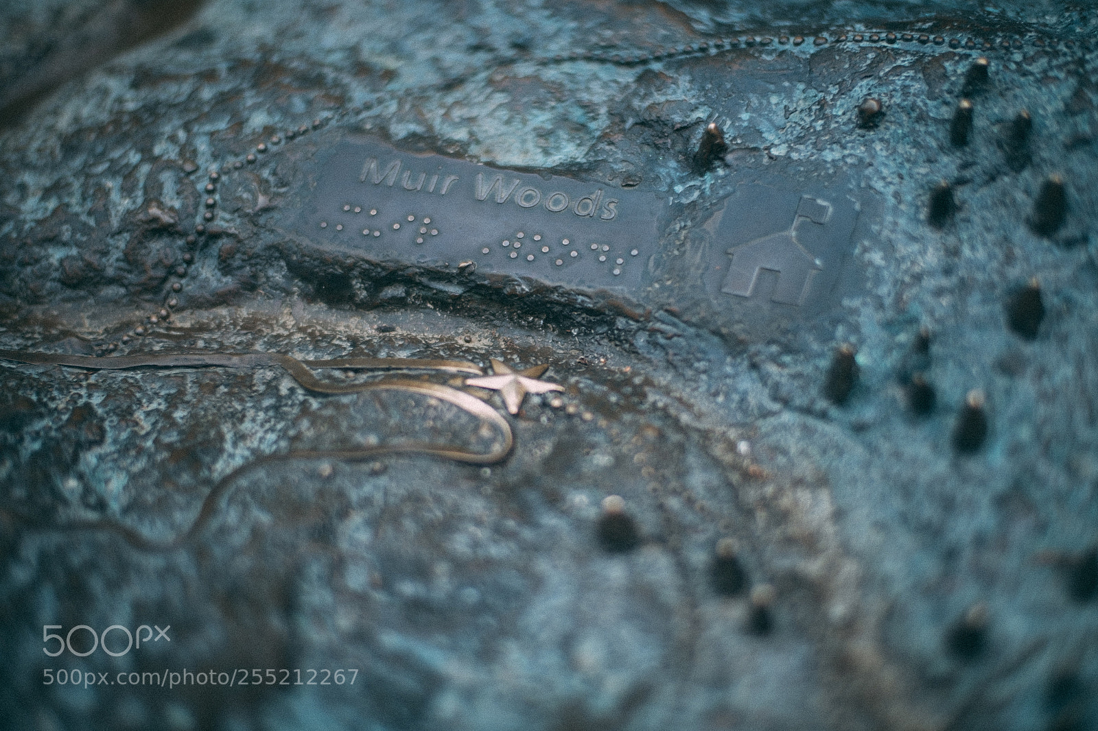 Fujifilm X-E2S sample photo. Muir woods brail map photography