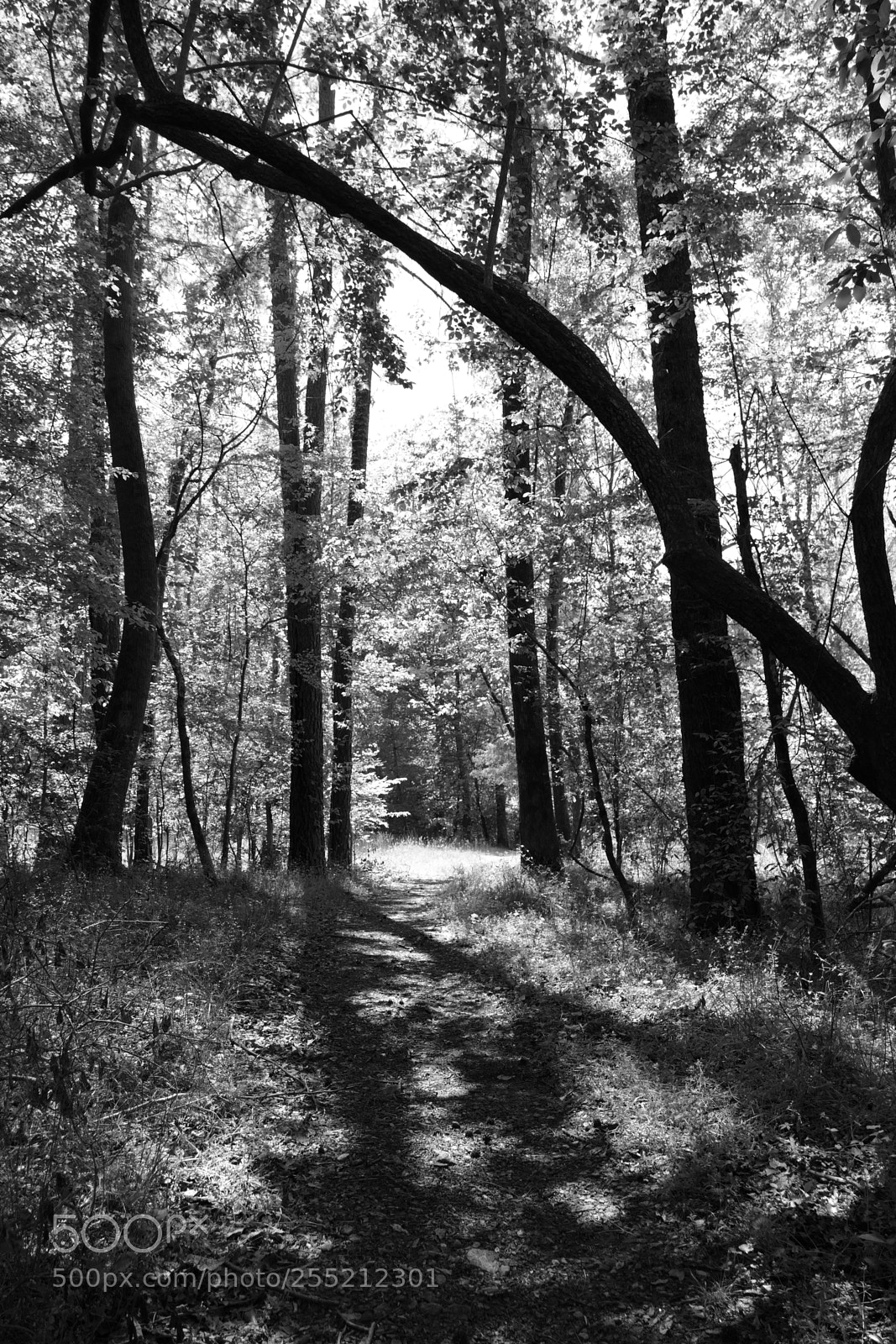 Panasonic Lumix DMC-FZ1000 sample photo. Cook's trail. photography