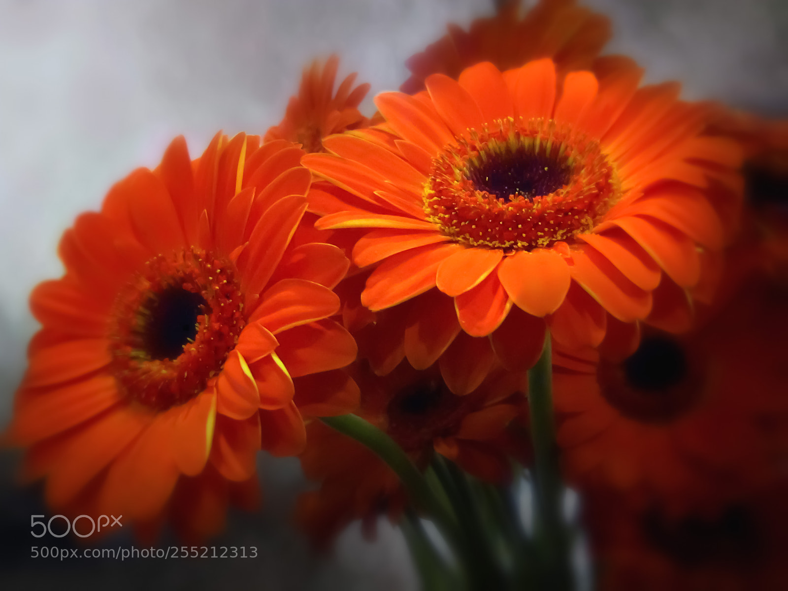 Canon PowerShot SX20 IS sample photo. Red gerberas photography