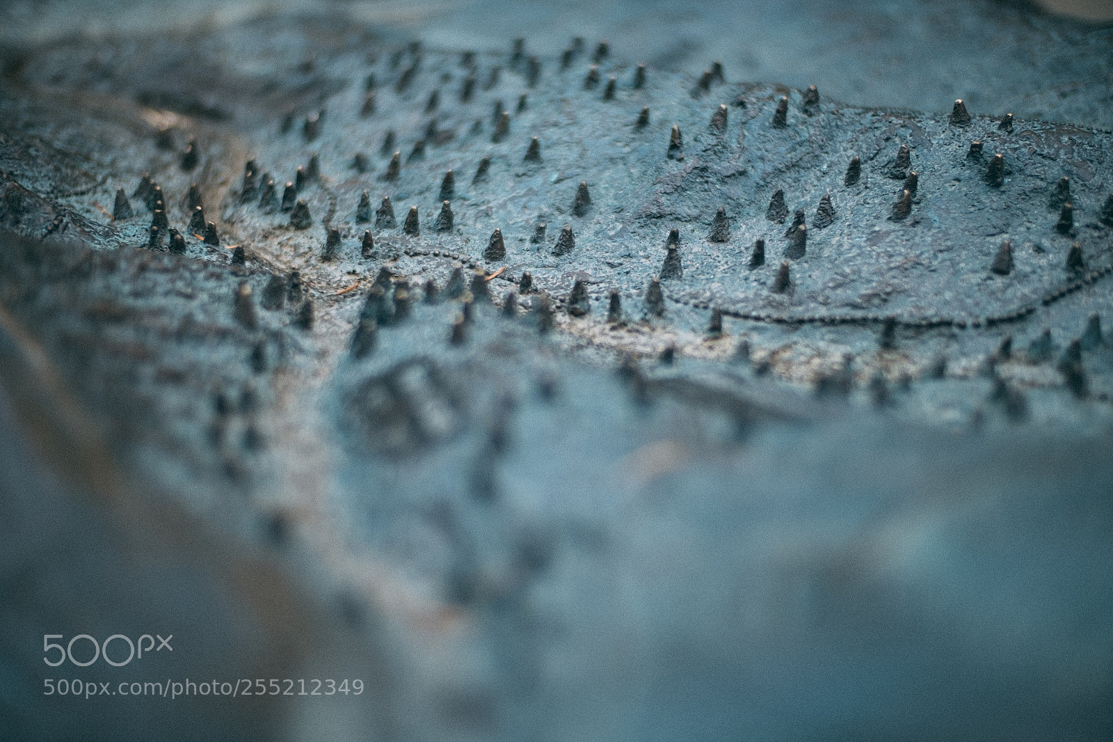 Fujifilm X-E2S sample photo. Brail map muir woods photography