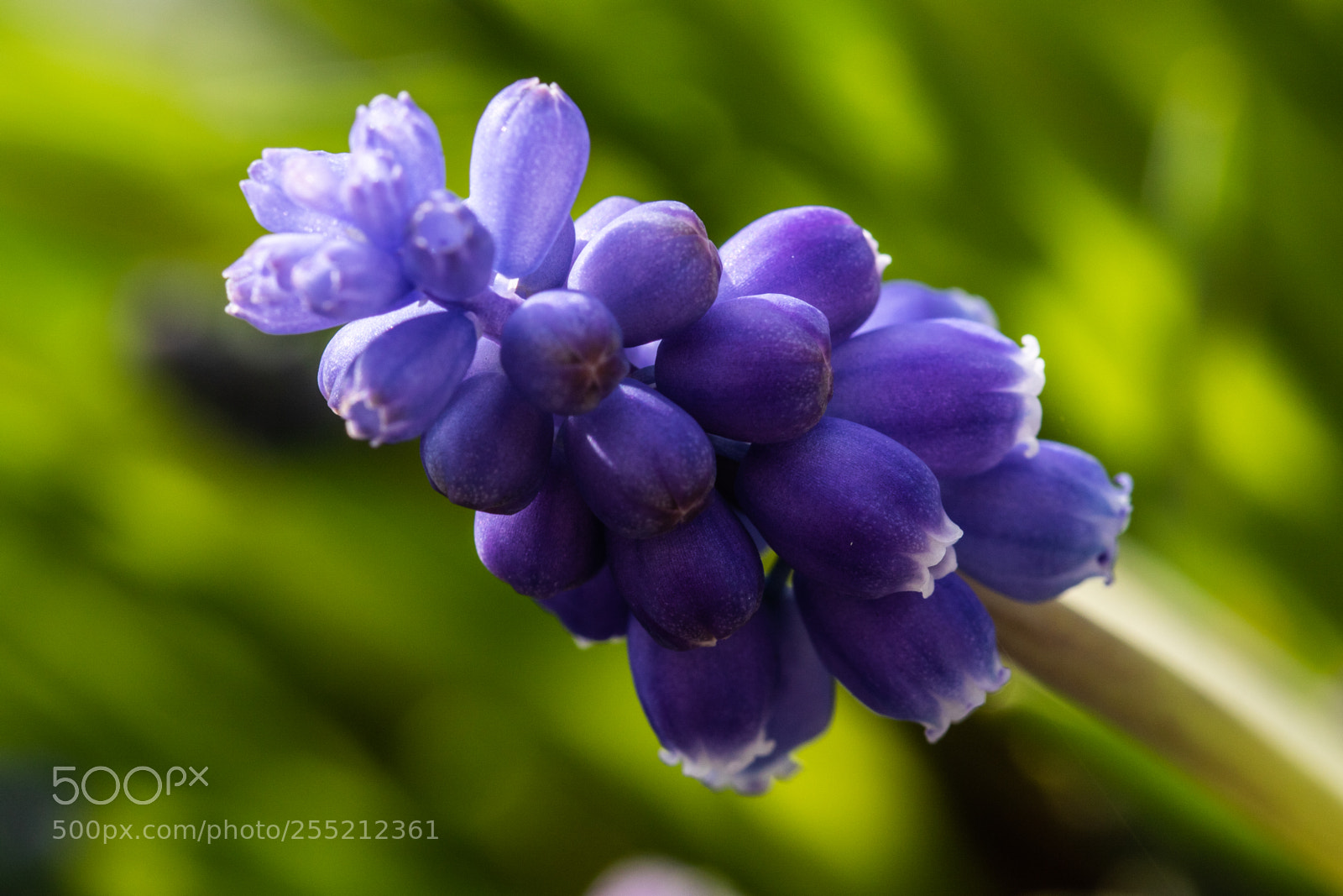 Canon EOS 7D Mark II sample photo. Grape hyacinth photography