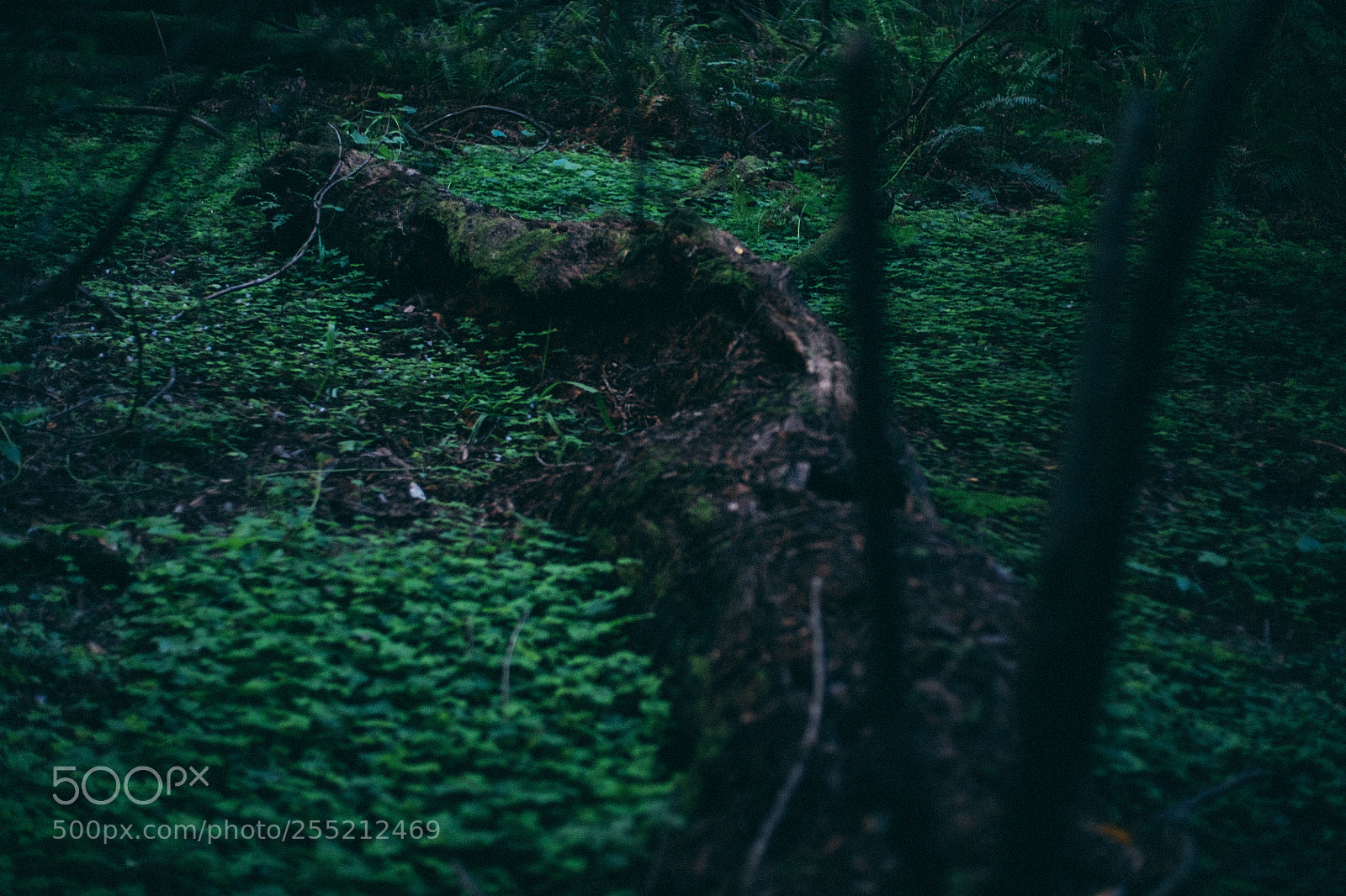 Fujifilm X-E2S sample photo. @ muir woods national monument photography