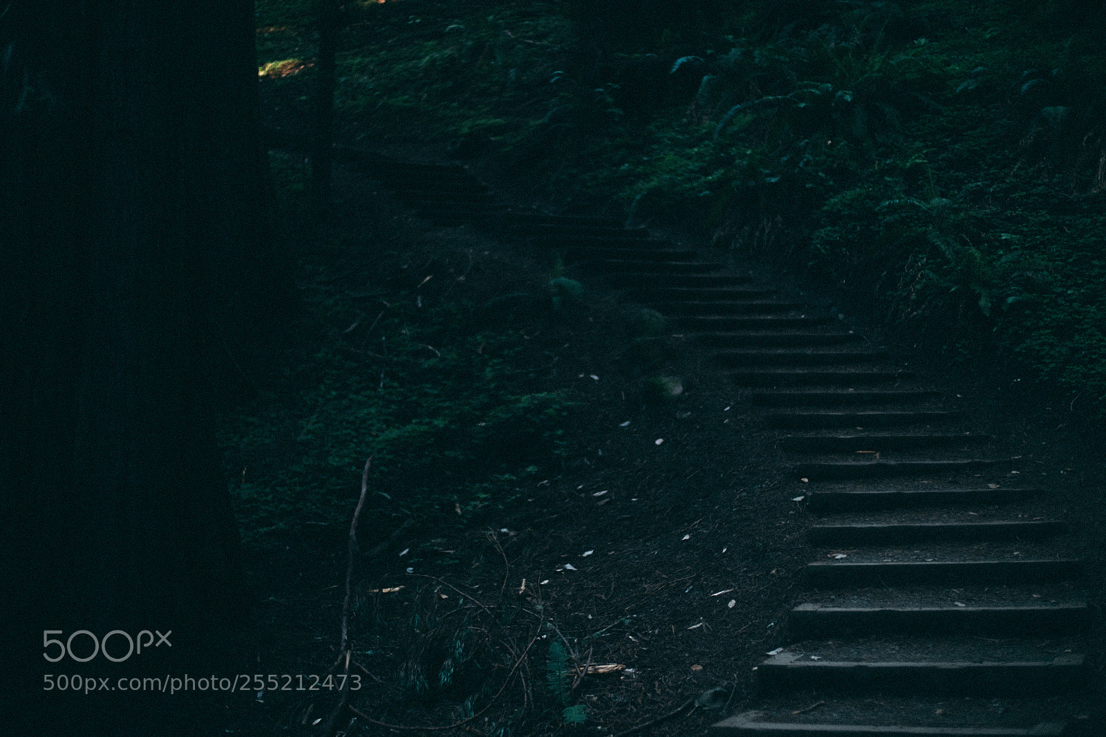 Fujifilm X-E2S sample photo. Ominous stairway muir woods photography