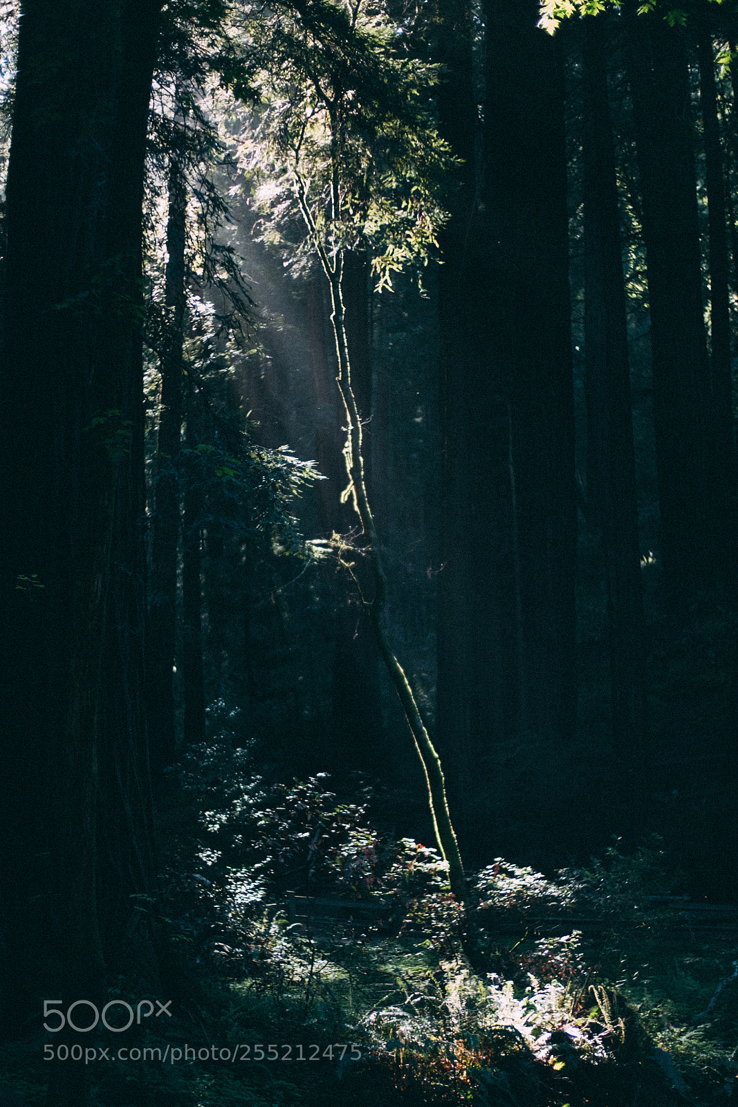 Fujifilm X-E2S sample photo. Silhouette muir woods national photography