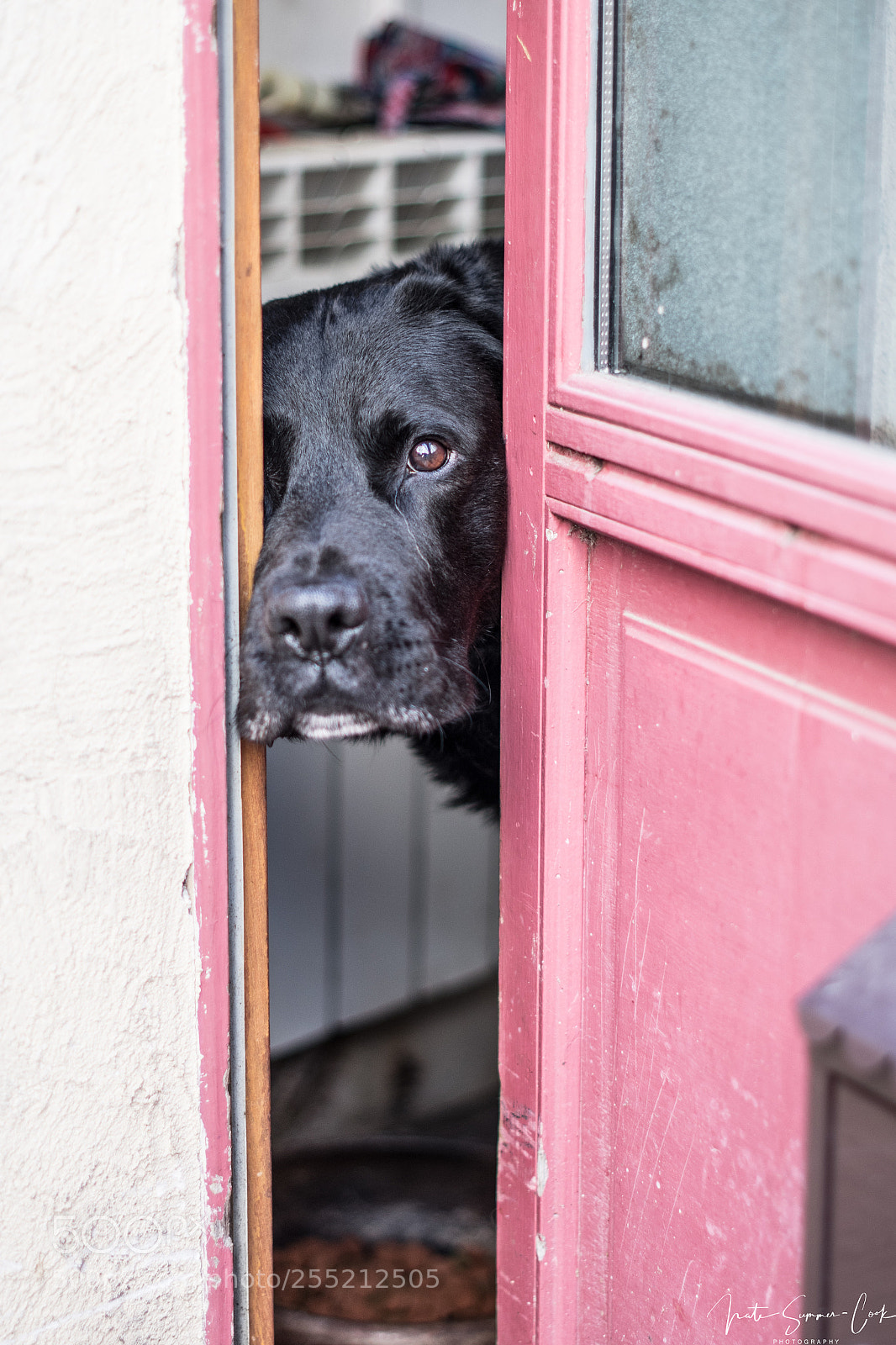 Nikon D500 sample photo. Lonely dog just wants photography