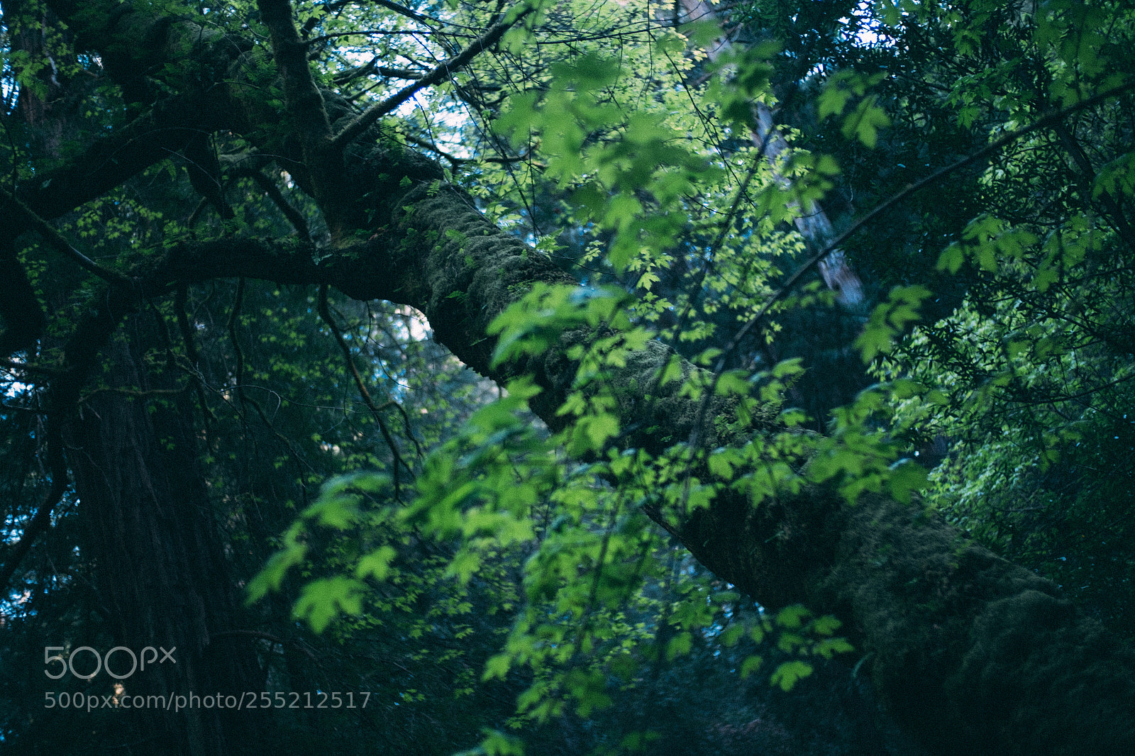 Fujifilm X-E2S sample photo. @ muir woods national monument photography