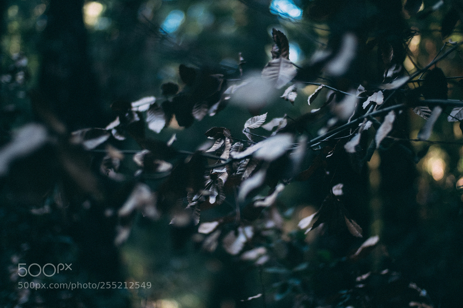 Fujifilm X-E2S sample photo. Dead leaves muir woods photography