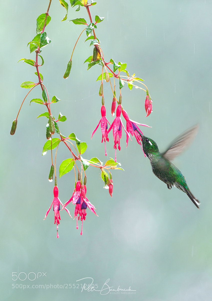 Olympus OM-D E-M1 Mark II sample photo. Purple-bibbed whitetip | ecuador photography