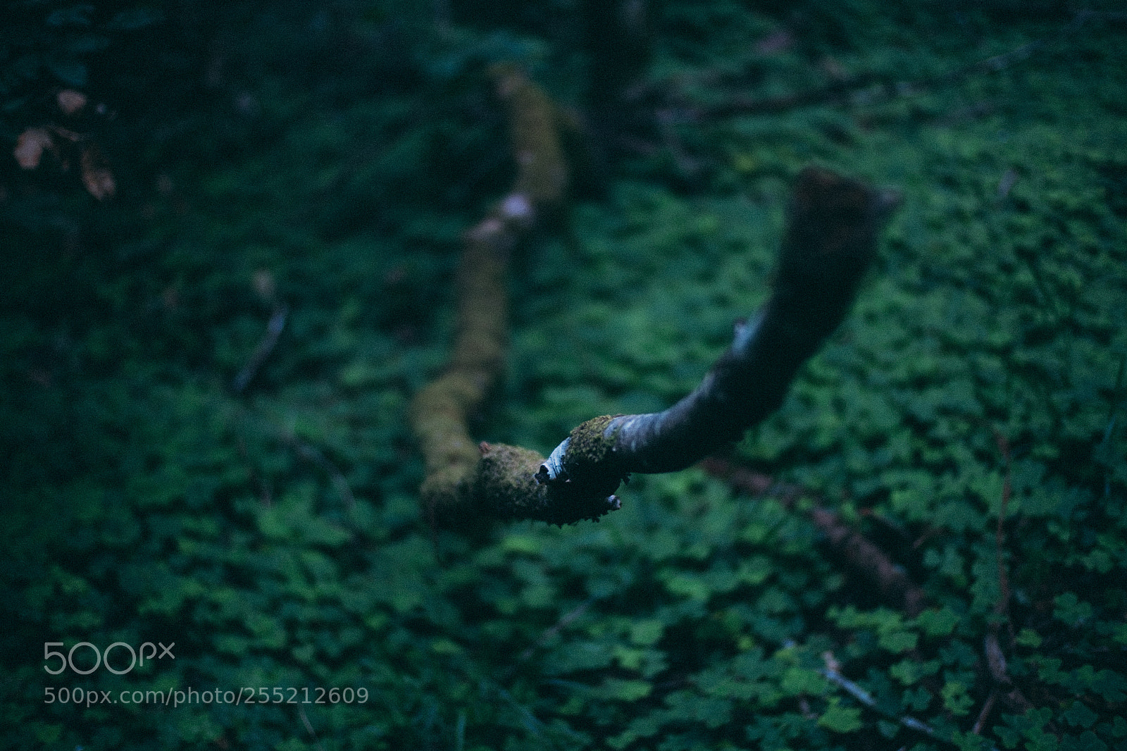Fujifilm X-E2S sample photo. Snaking muir woods national photography