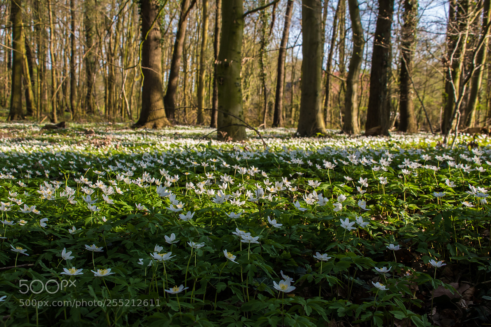Nikon D5500 sample photo. Waldblumen photography