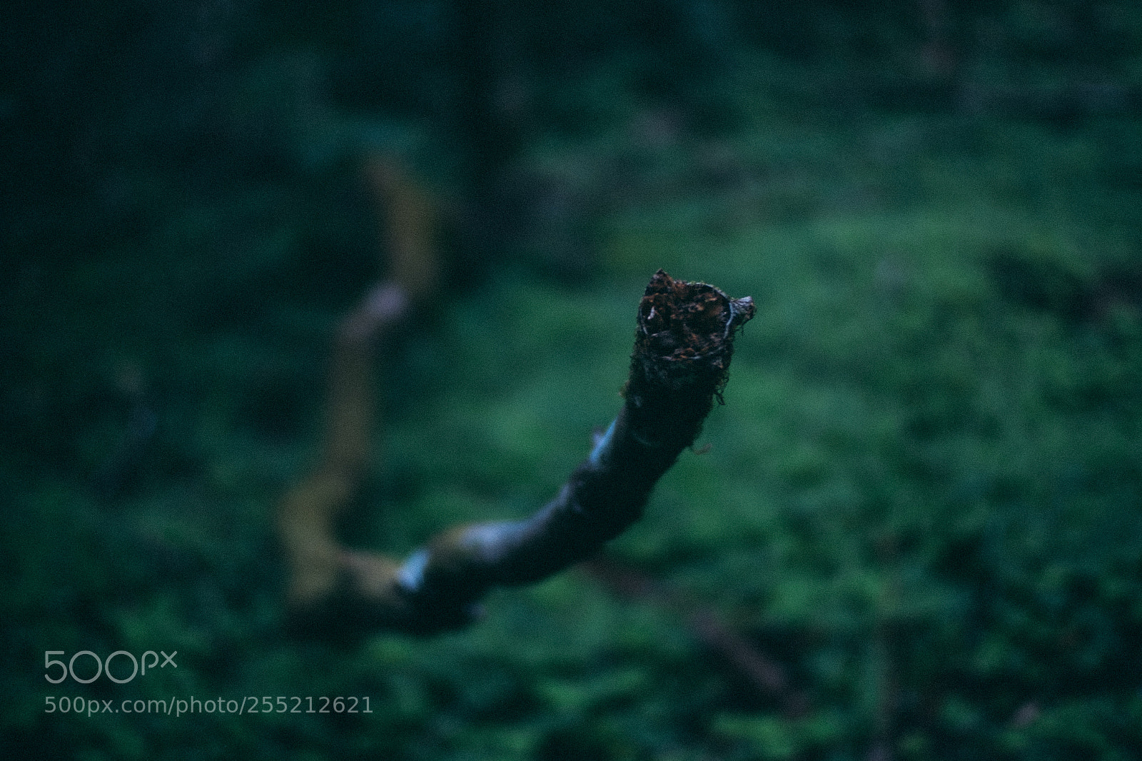 Fujifilm X-E2S sample photo. Snaking muir woods national photography
