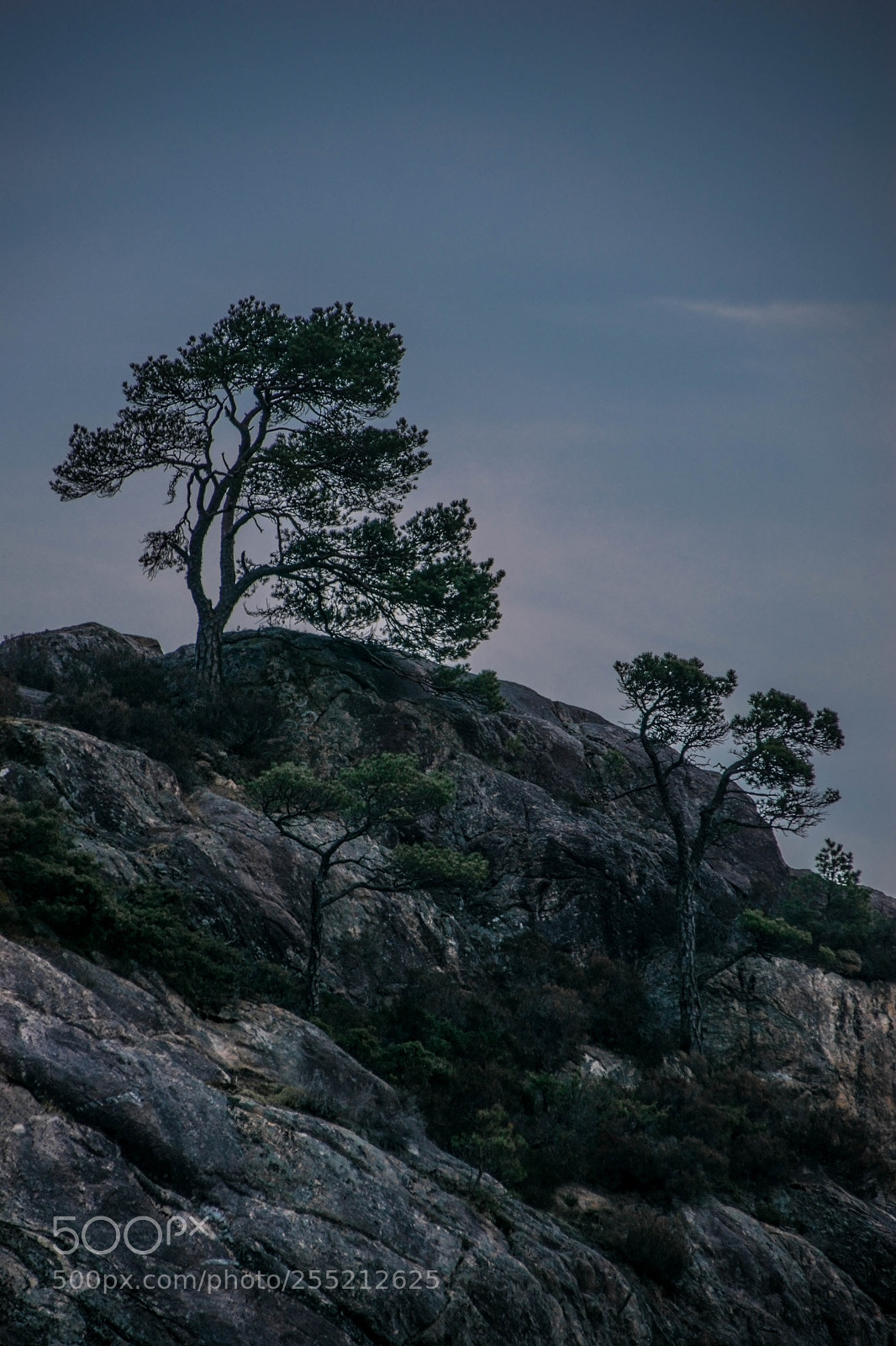 Nikon D5300 sample photo. Watching over us photography