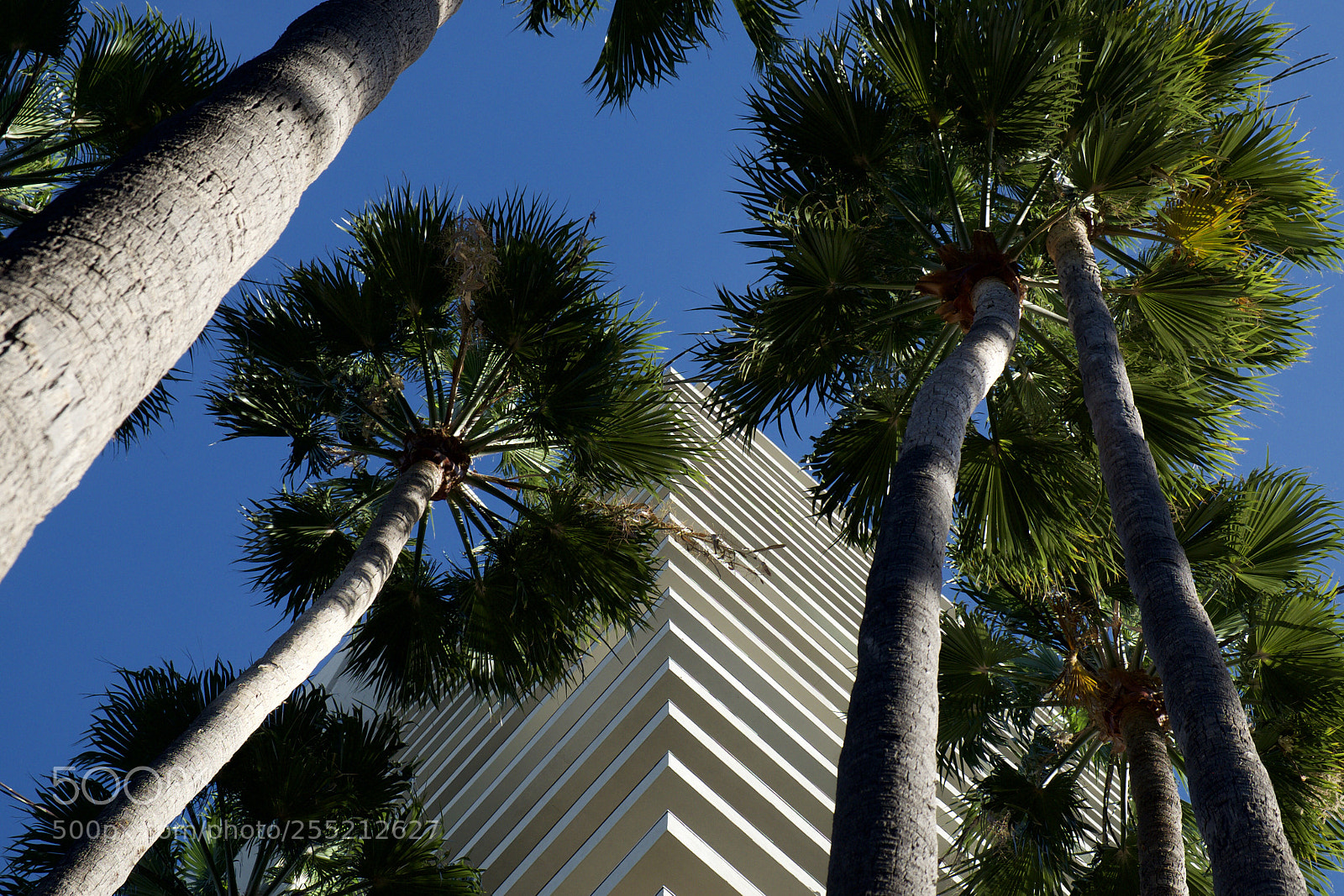 Fujifilm X-E2S sample photo. Look up photography