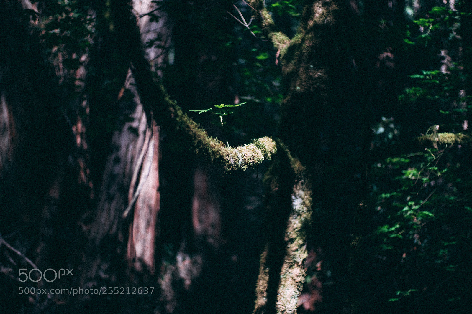 Fujifilm X-E2S sample photo. @ muir woods national monument photography