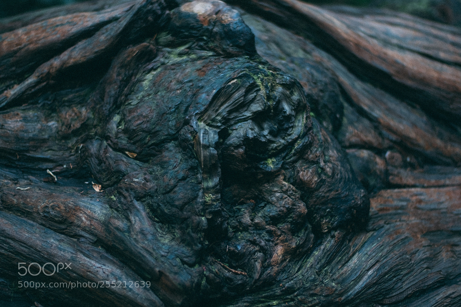 Fujifilm X-E2S sample photo. Tree eye muir woods photography