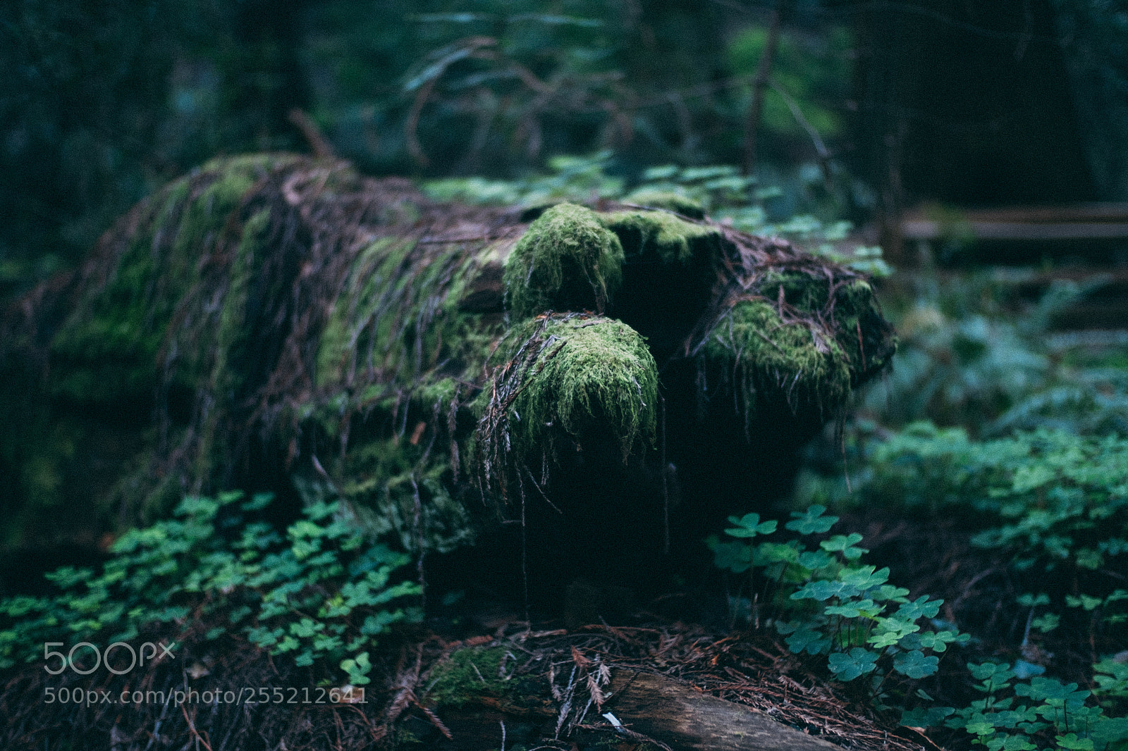Fujifilm X-E2S sample photo. Living dead muir woods photography