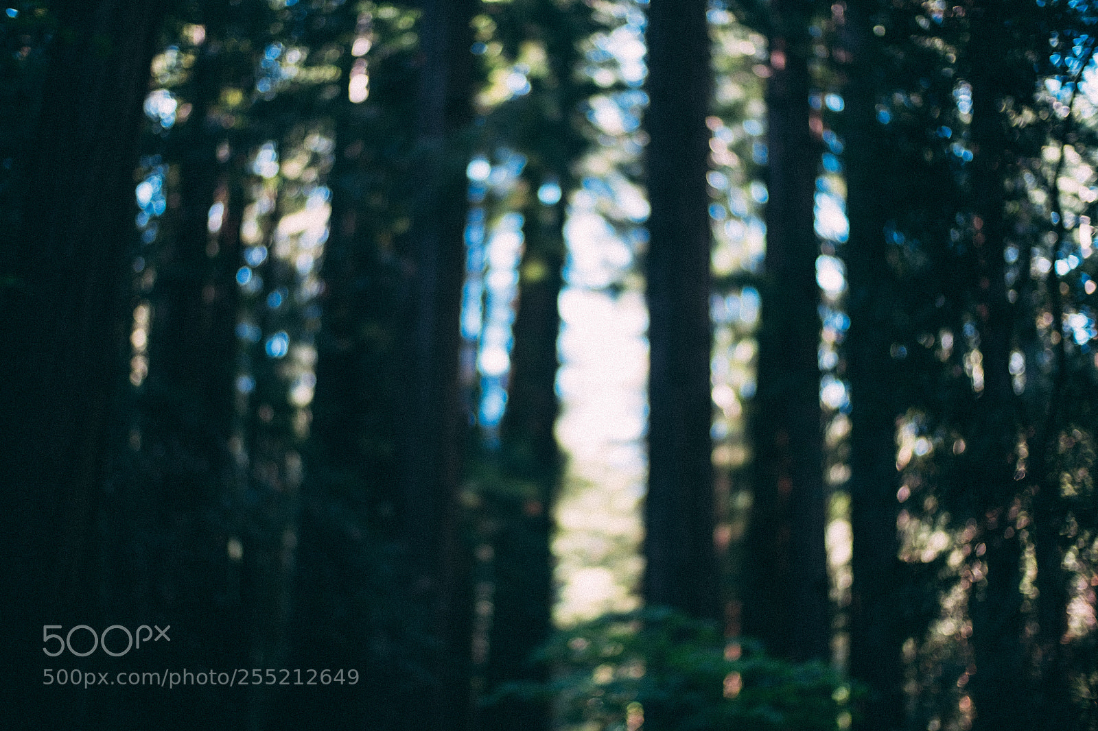 Fujifilm X-E2S sample photo. @ muir woods national monument photography