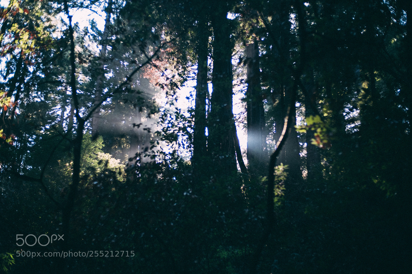 Fujifilm X-E2S sample photo. Intercept muir woods national photography