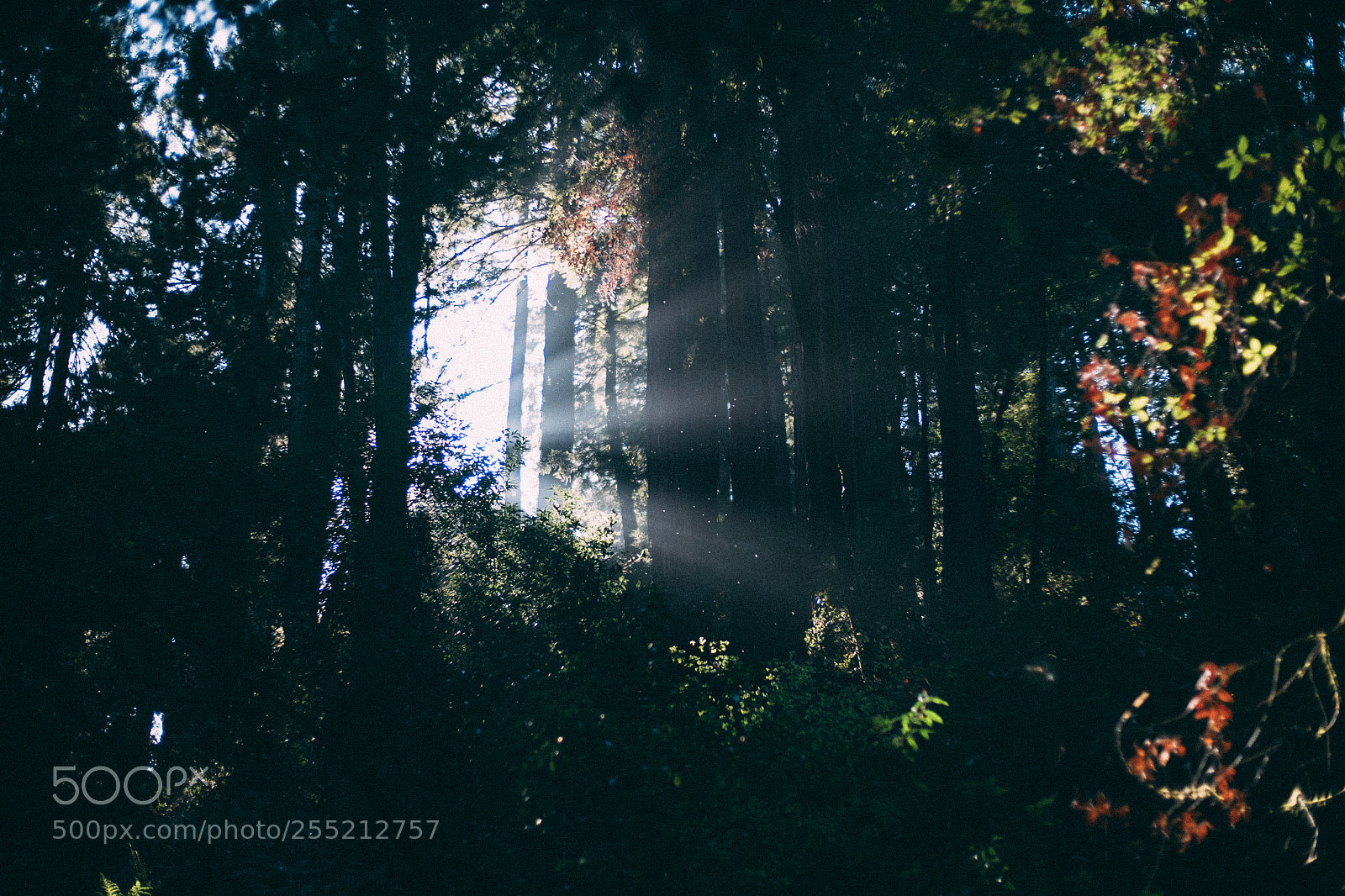 Fujifilm X-E2S sample photo. Shafts muir woods national photography