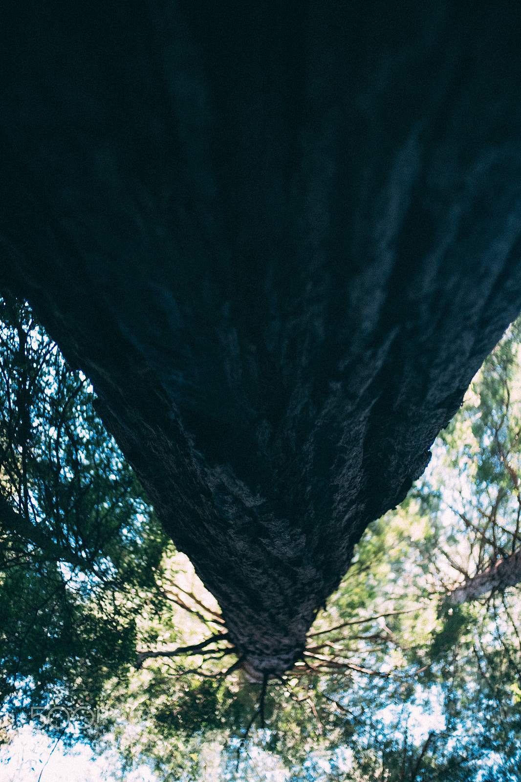 Fujifilm X-E2S sample photo. @ muir woods national monument photography