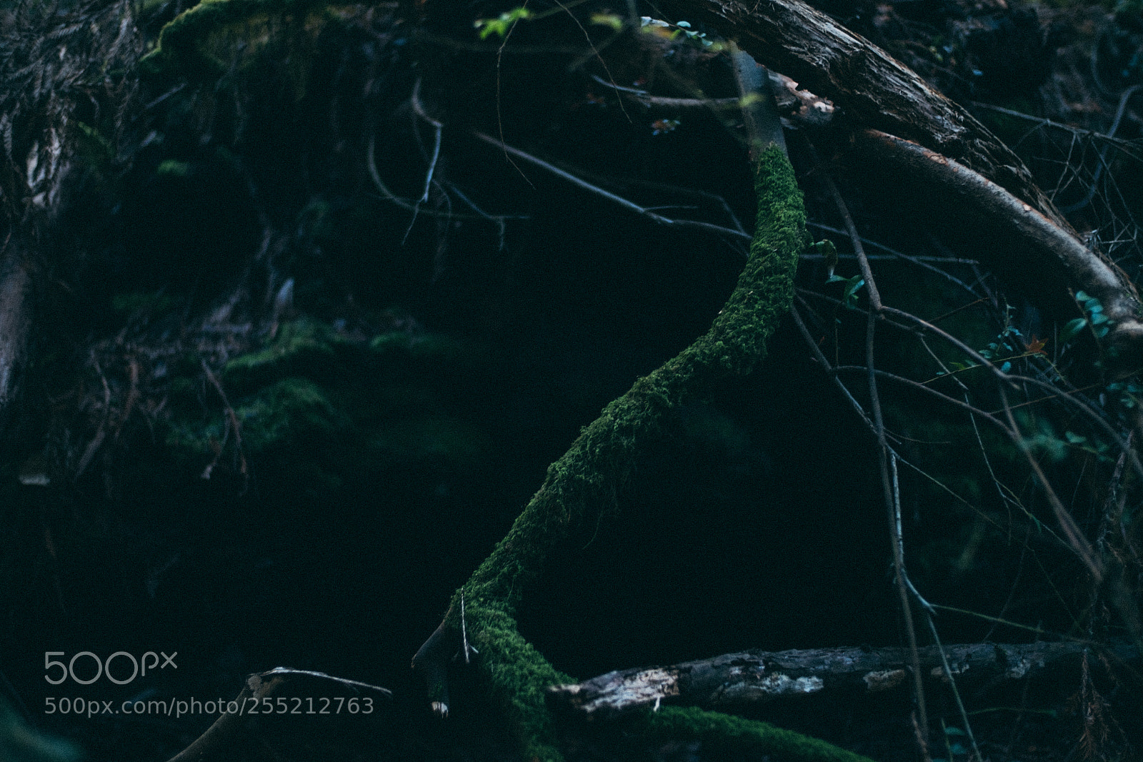 Fujifilm X-E2S sample photo. @ muir woods national monument photography