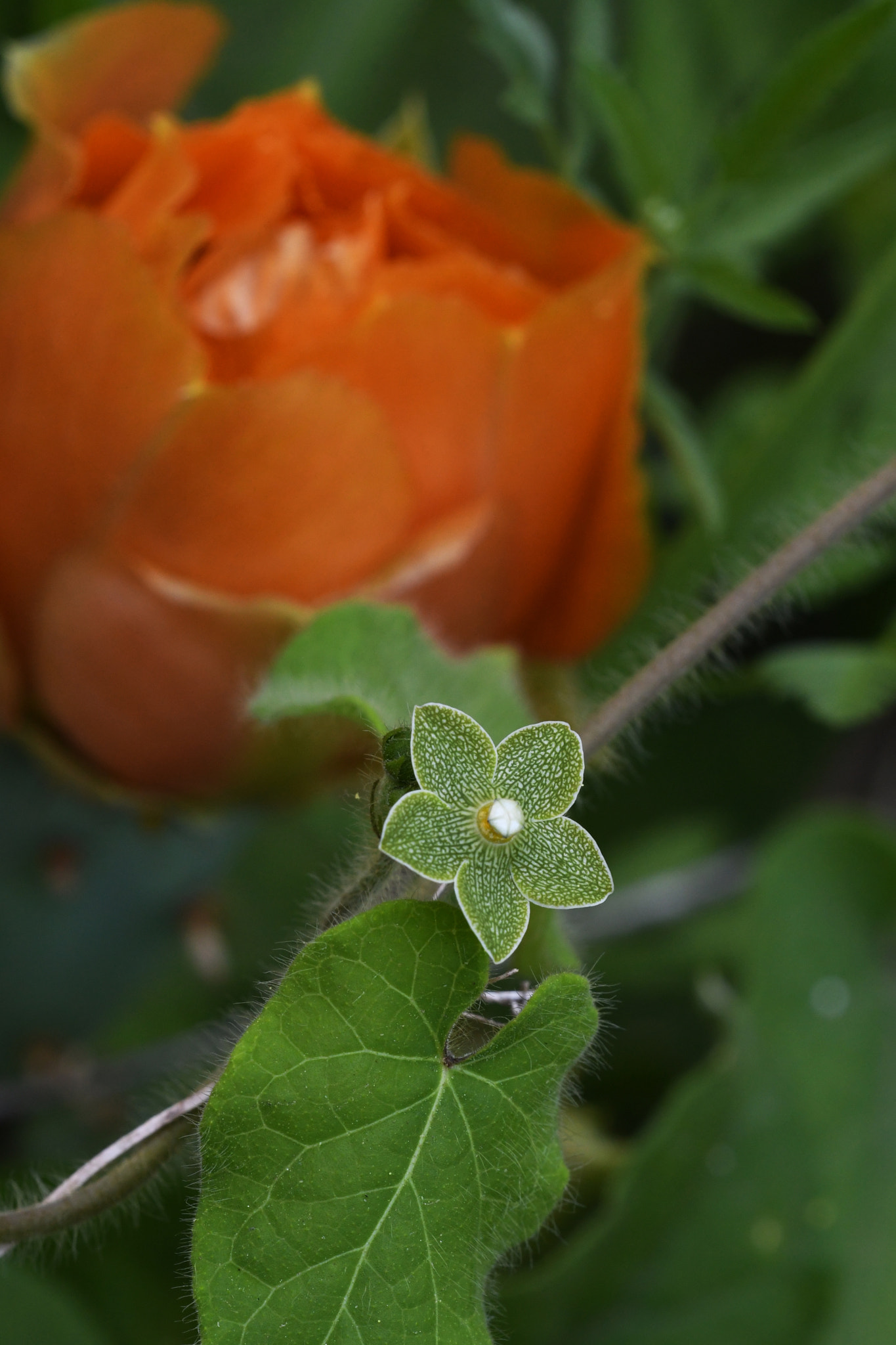 Nikon D500 + Sigma 150mm F2.8 EX DG OS Macro HSM sample photo. Meandering memories photography