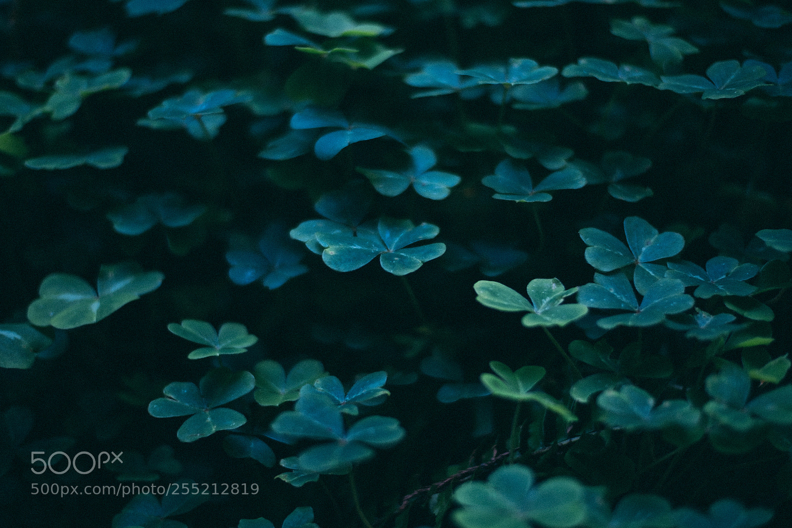Fujifilm X-E2S sample photo. Clover muir woods national photography