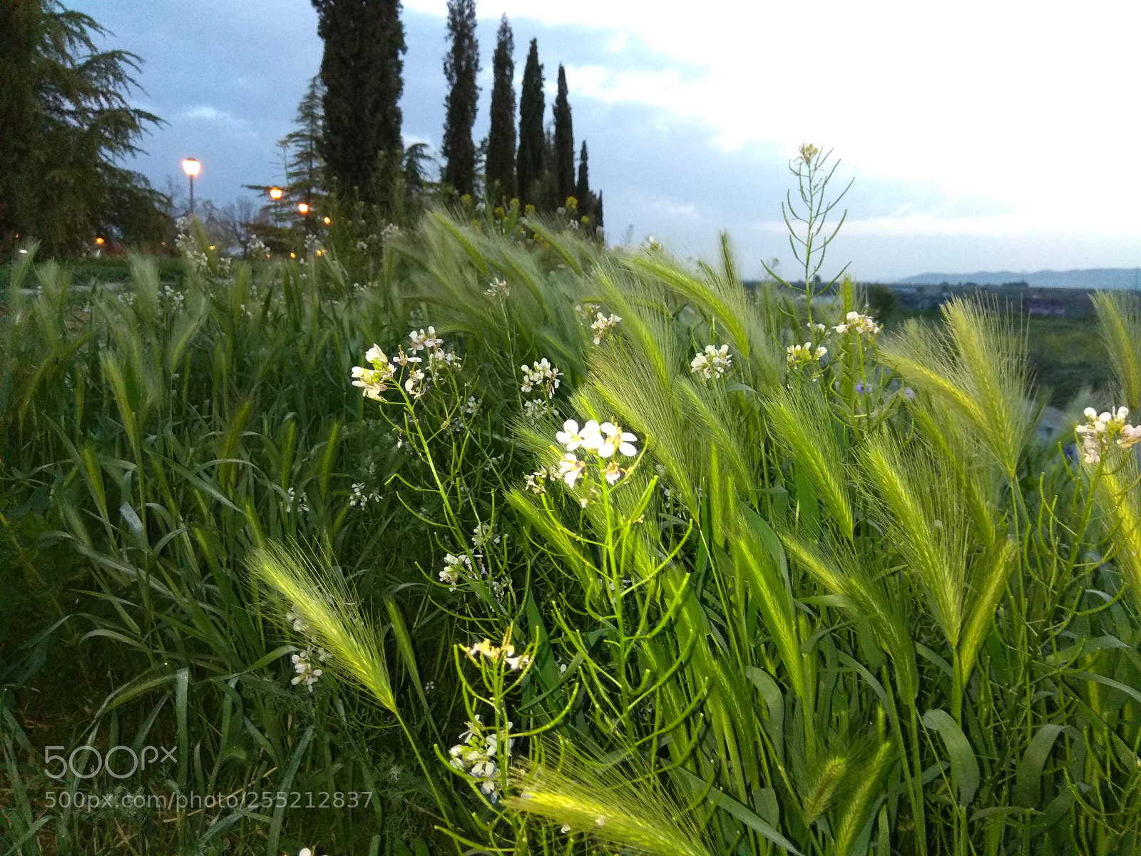 Xiaomi Redmi Note 4 sample photo. Primeras luces photography