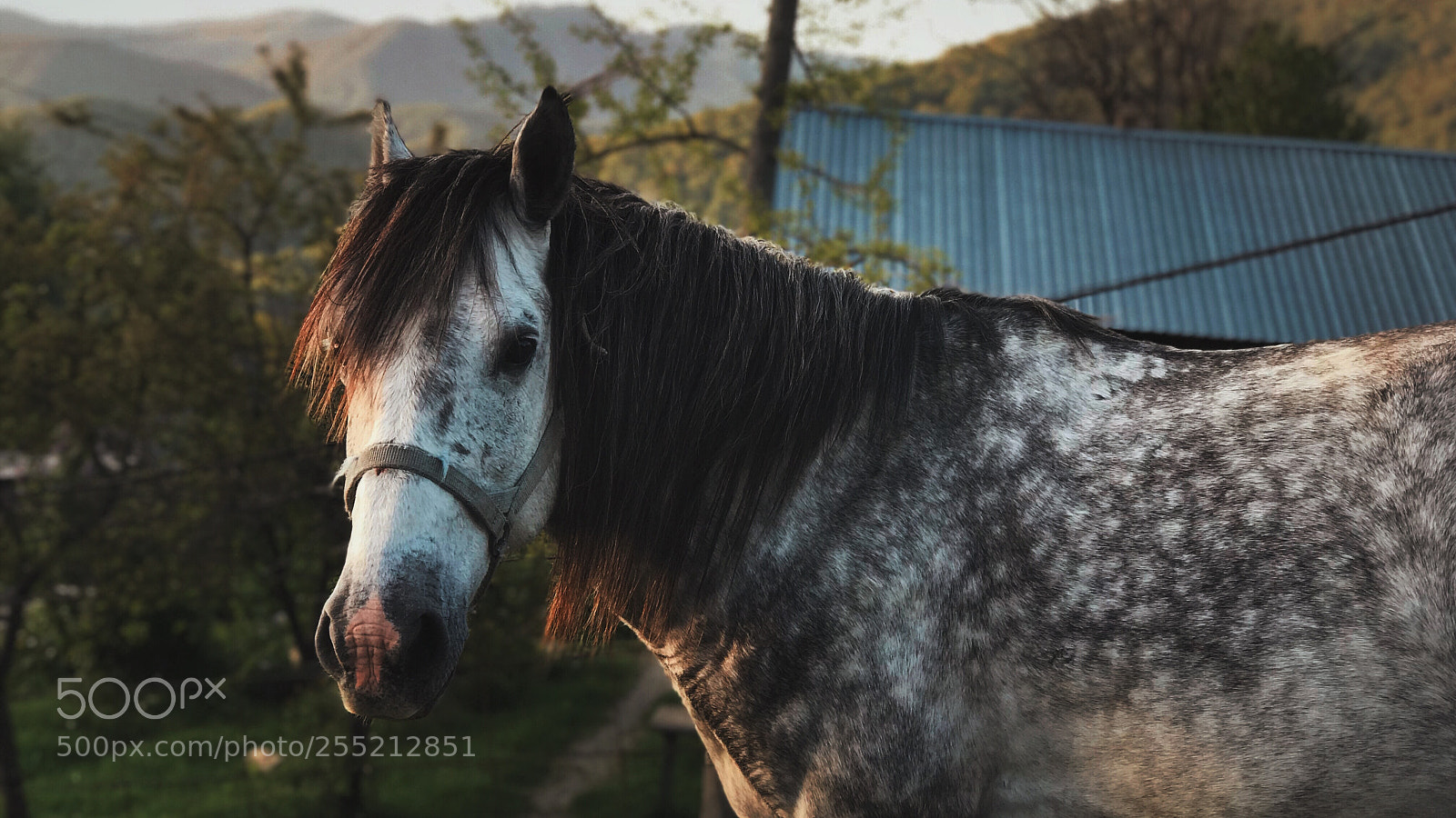 Apple iPhone 7 Plus sample photo. Horse i photography