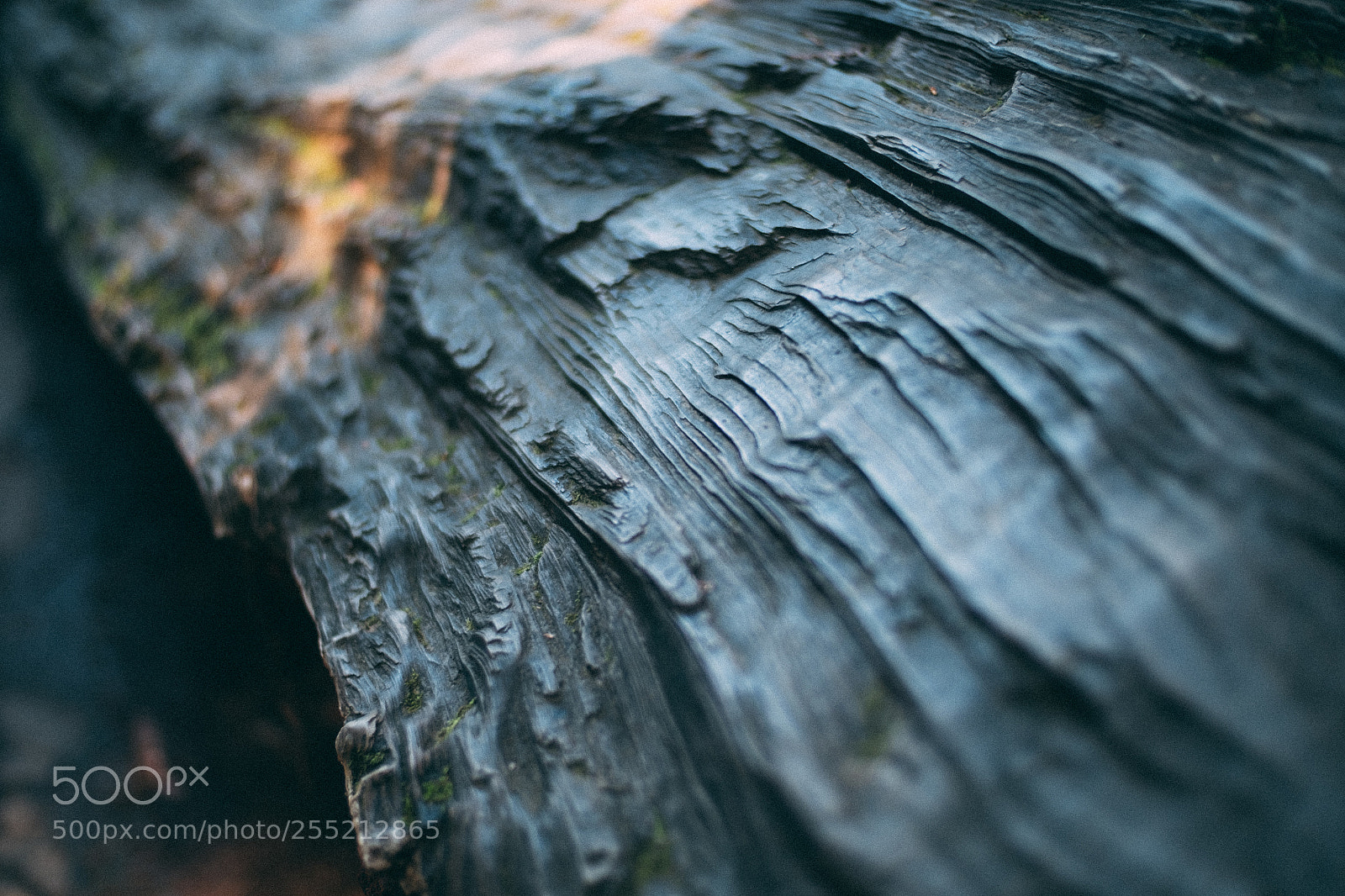 Fujifilm X-E2S sample photo. @ muir woods national monument photography