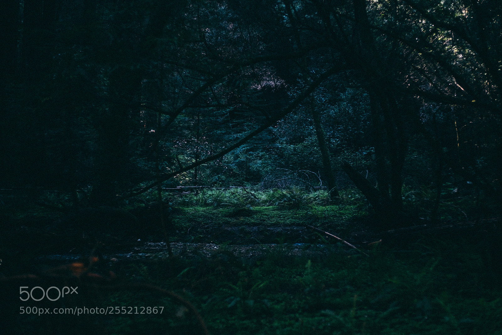 Fujifilm X-E2S sample photo. Questionable atmosphere muir woods photography
