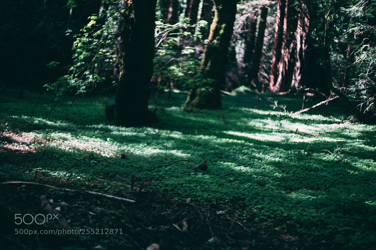 Fujifilm X-E2S sample photo. @ muir woods national monument photography