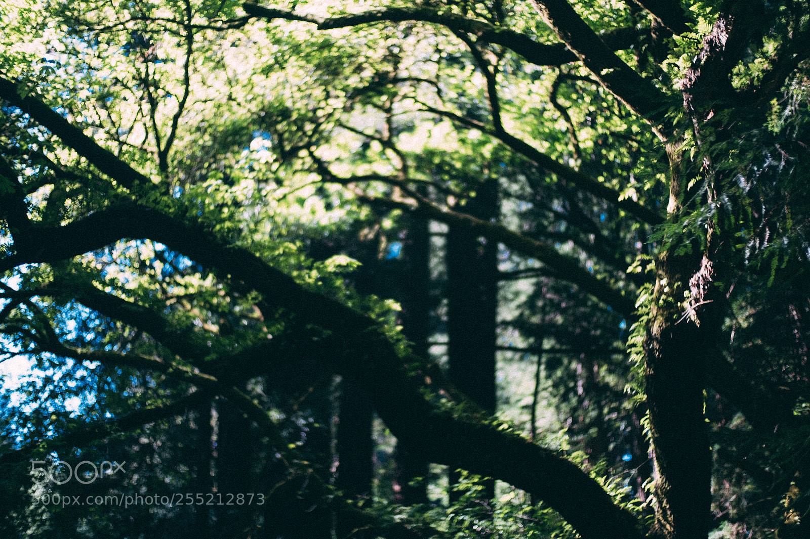 Fujifilm X-E2S sample photo. @ muir woods national monument photography